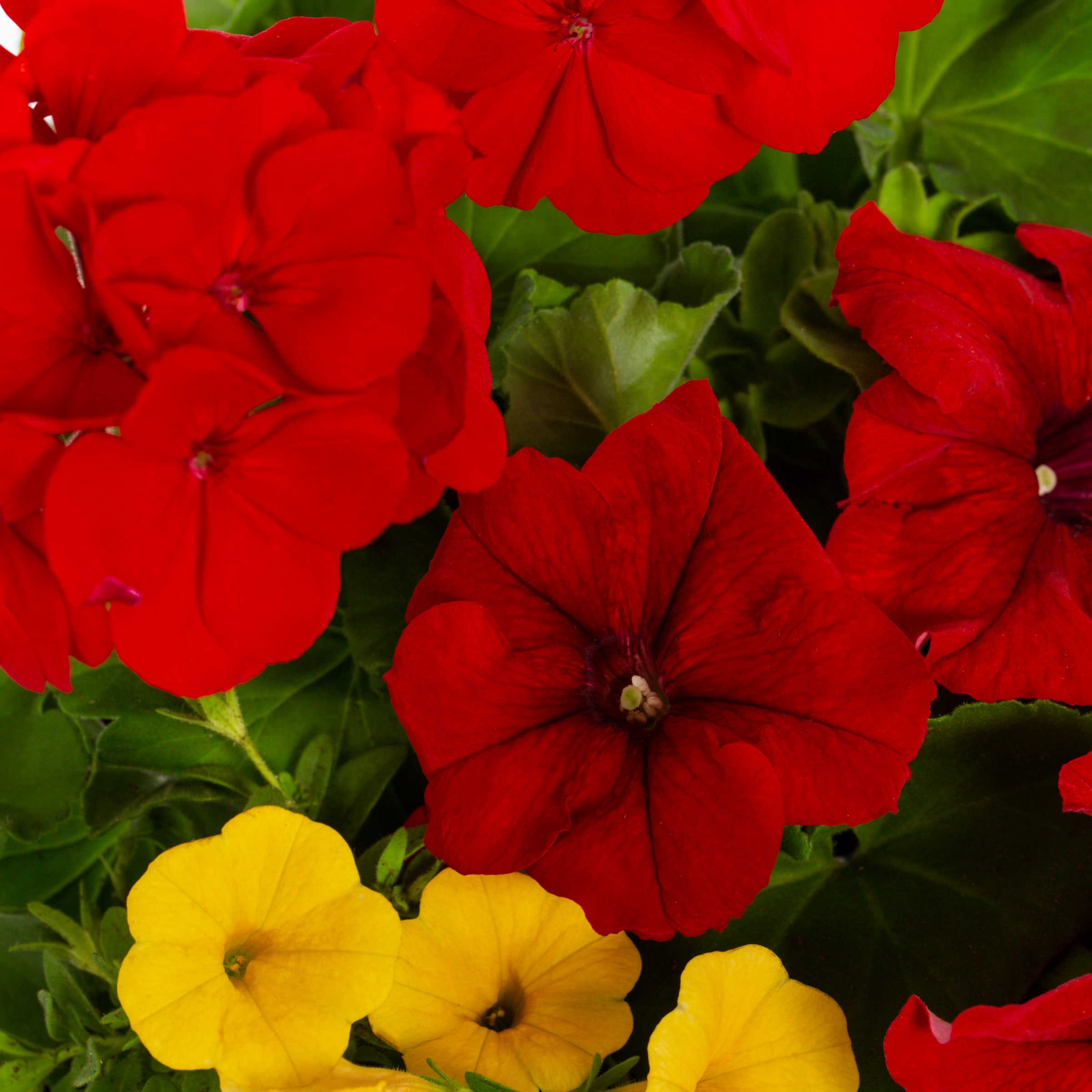 Ready Refill NURSERY annuals - View #2