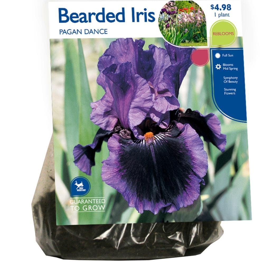 Bearded Iris Pagan Dance Plants, Bulbs & Seeds at Lowes.com