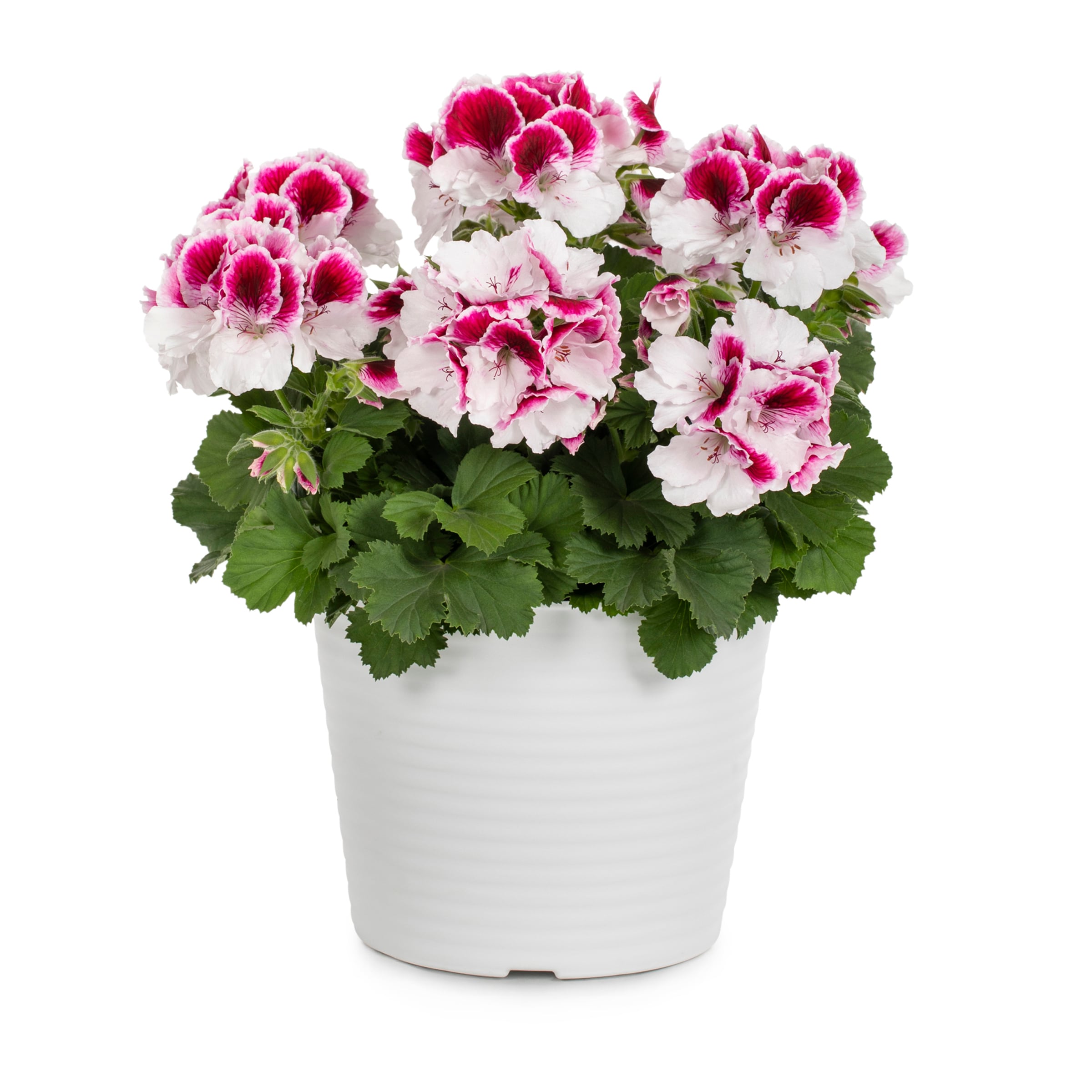 Lowe's NURSERY Multicolor Geranium in 3-Quart Planter