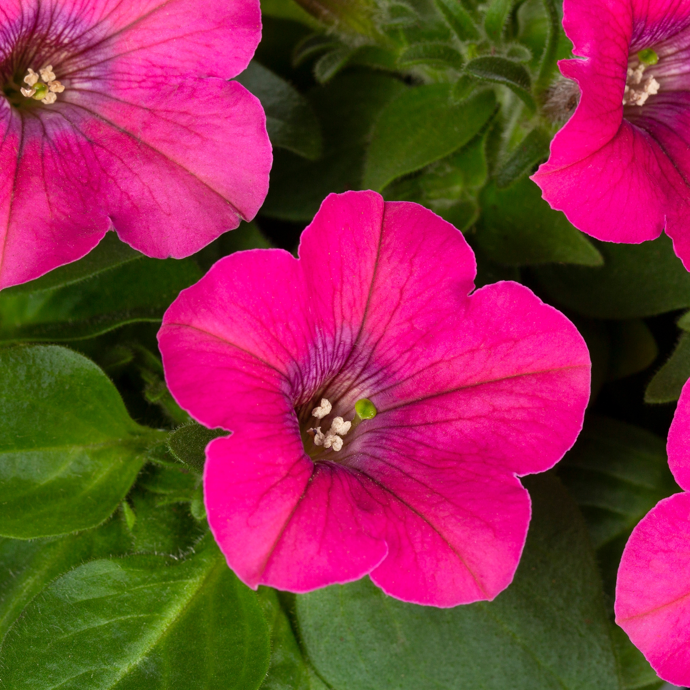 Lowe's NURSERY annuals - View #8