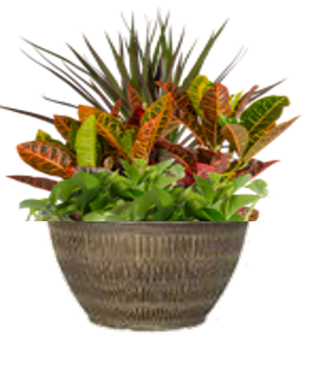 Lowe's 5337706 Feature Shrub in