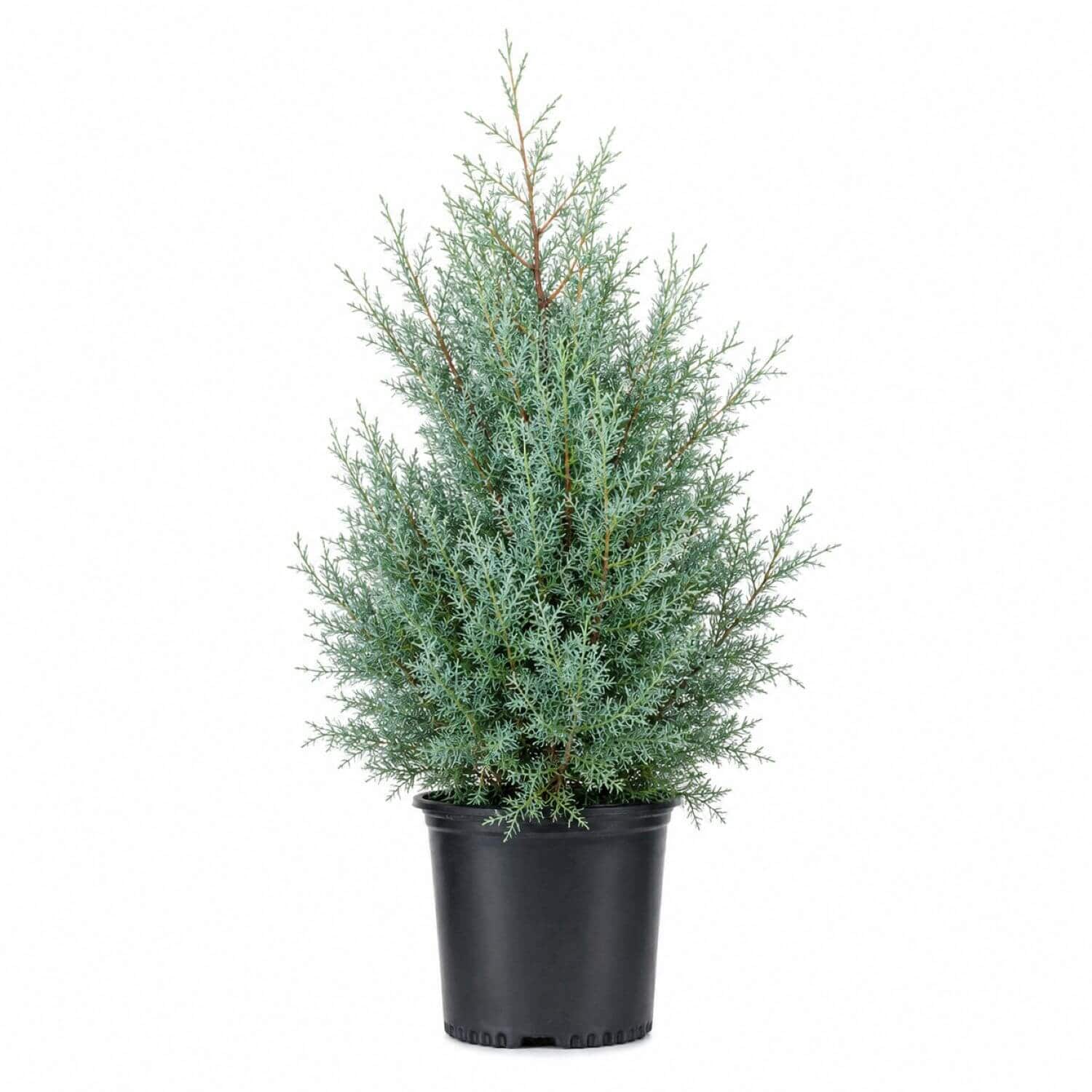 Flowerwood 2.5 -Gallon Screening Evergreen Carolina Sapphire Arizona Cypress In pot (with soil)
