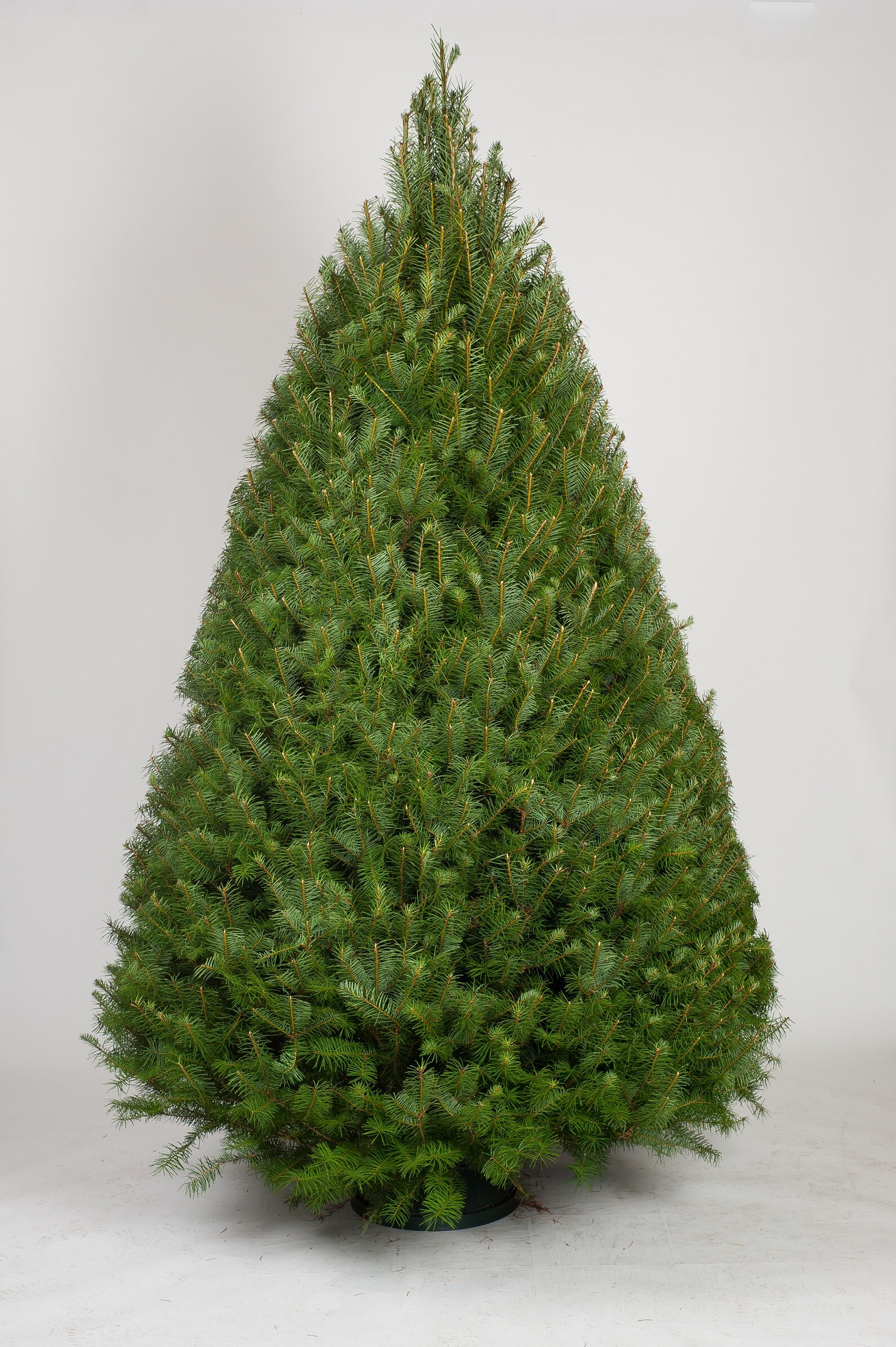  18 8.5-ft x 5-ft Douglas fir Full Real Christmas Tree