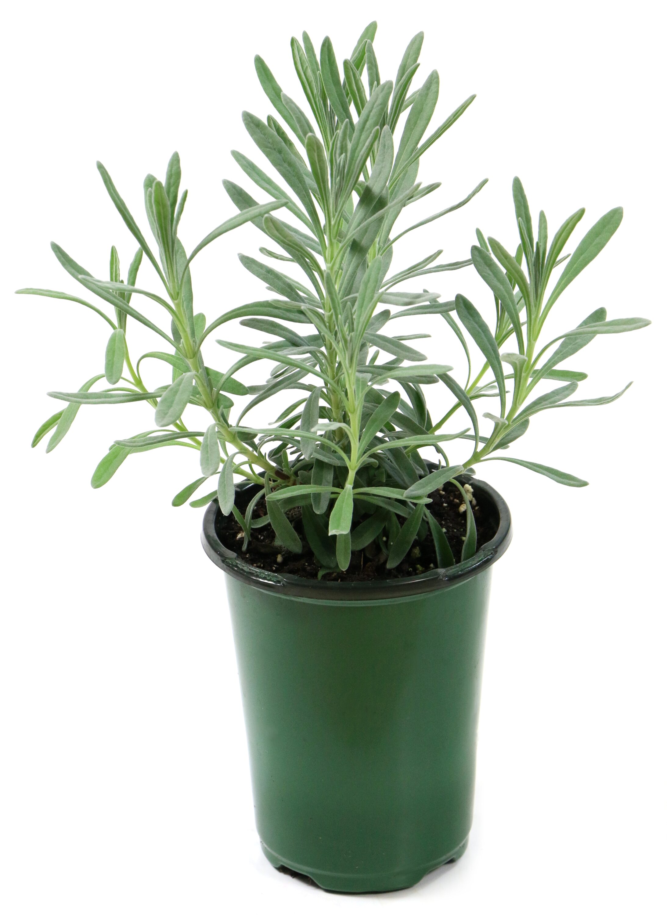 National Plant Network LW1575 Lavender 2-N-1 Big Time Duet Lavender Plant in 4 -in Pot 3 -Pack