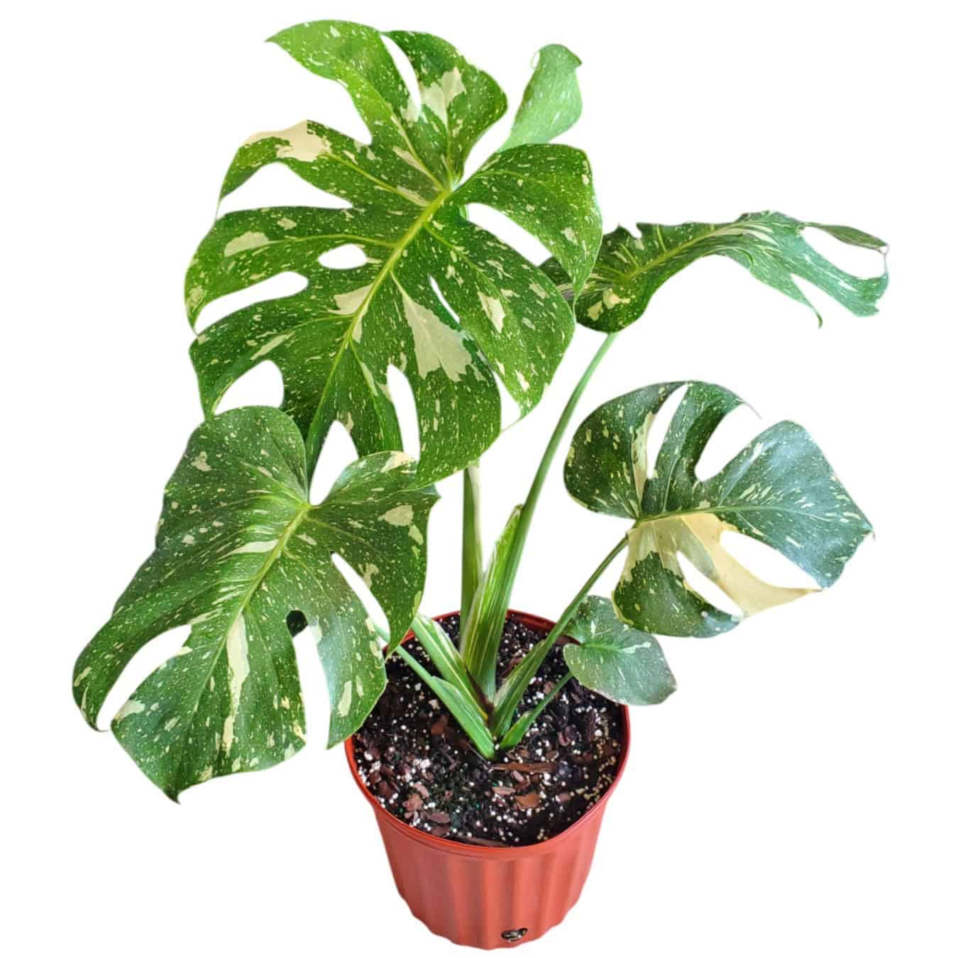 Tropical Plants of Florida Thai Constellation Monstera in 3 Gallon Nursery  Pot 1 Pack in the House Plants department at Lowes.com