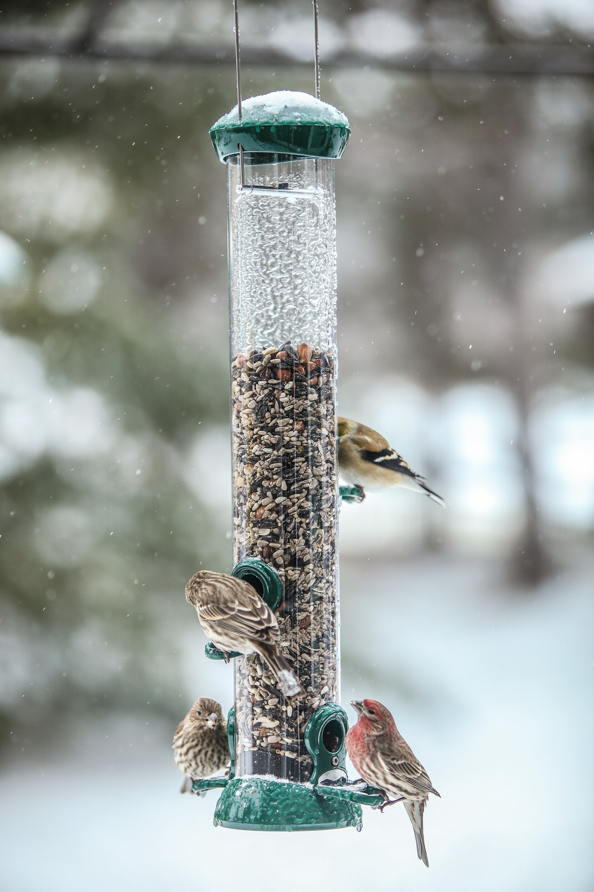 BIRDS CHOICE BC-CC18 Bird-Feeders - View #2