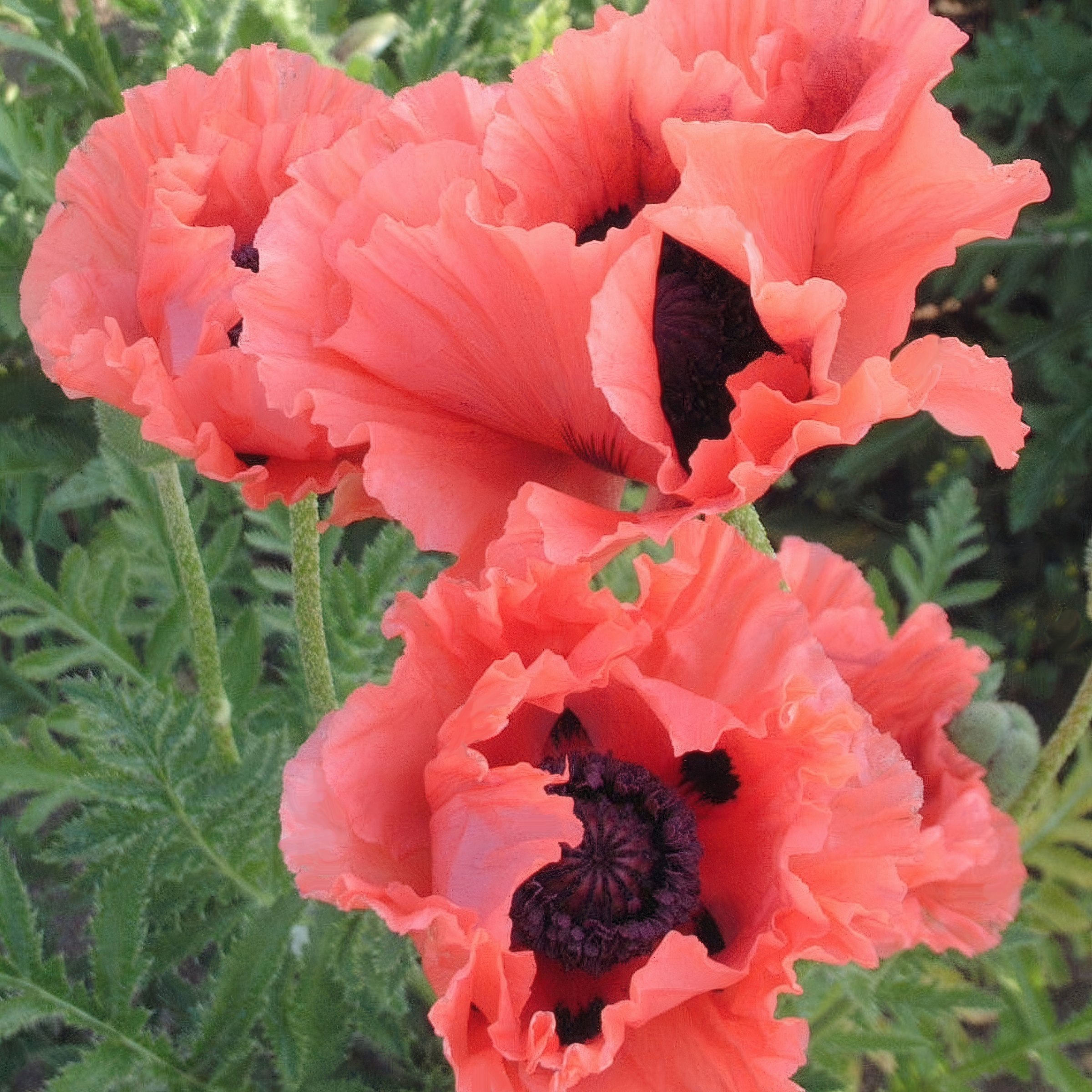 National Plant Network Pink Papaver Passionate Pink Oriental