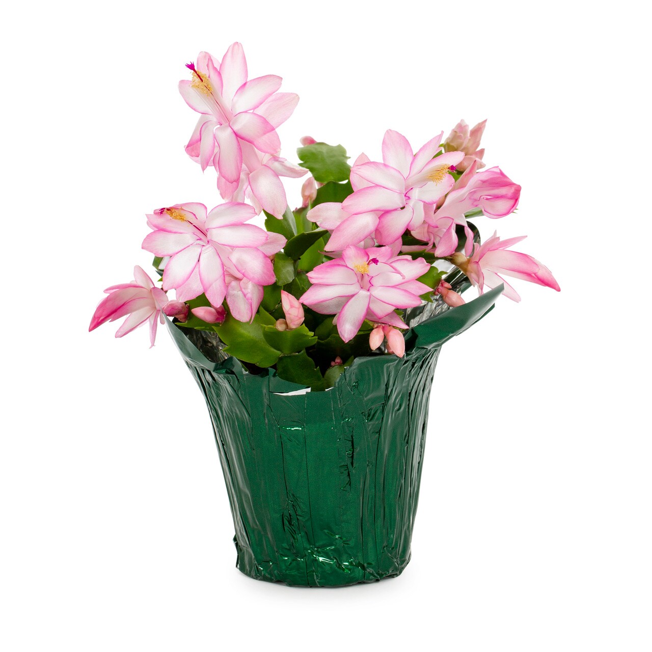  5460136 Pink Christmas Cactus in 1-Pint Pot