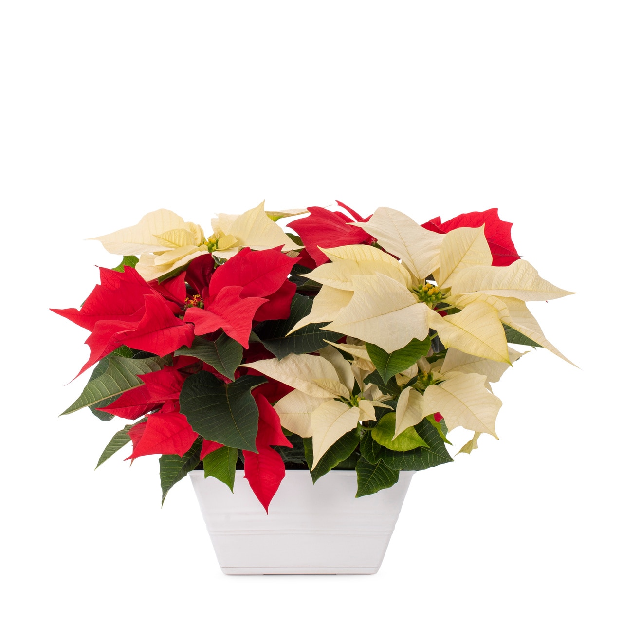  5460139 Fresh-Cut-Christmas-Decorations - View #4