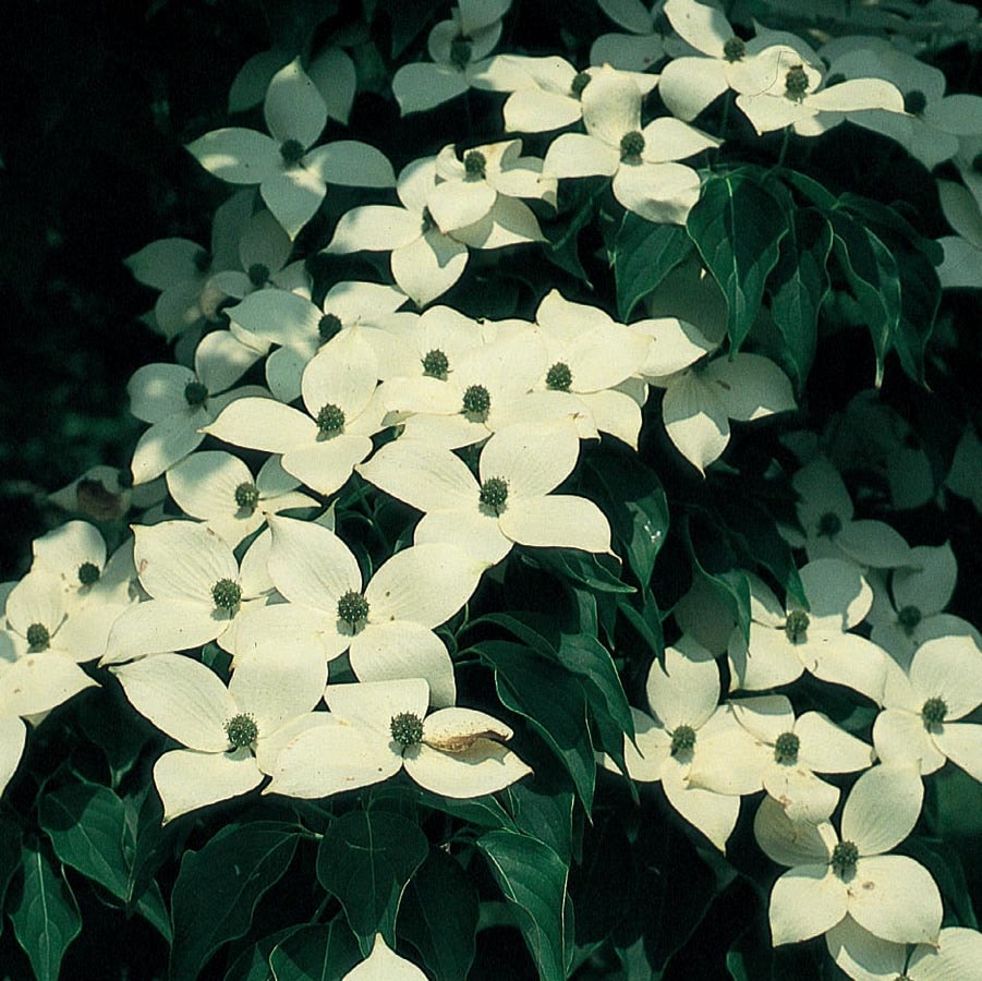 NURSERY 2.25-Gallon White Flowering Tree Milky Way Dogwood In Pot (With Soil)
