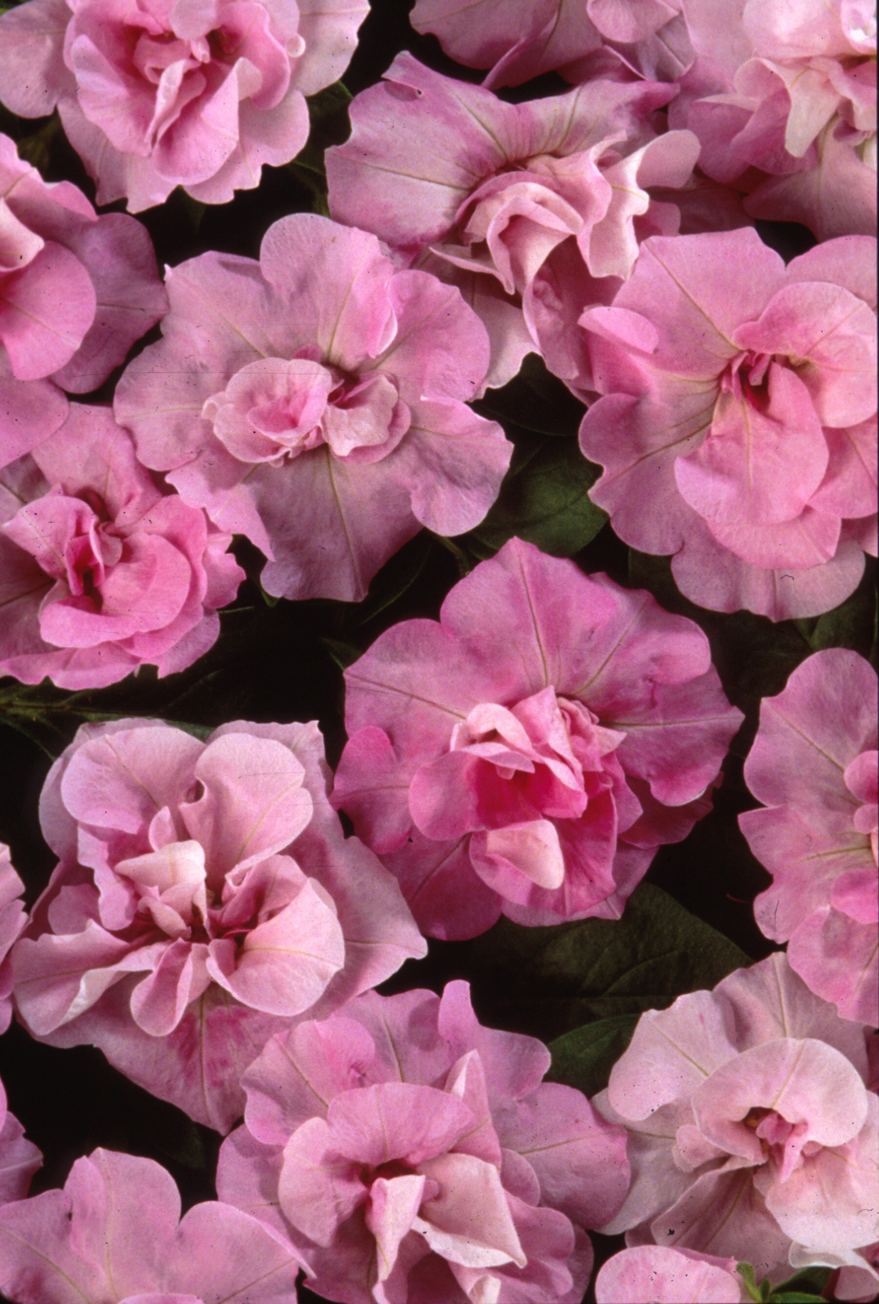 Lowe's NURSERY annuals - View #2