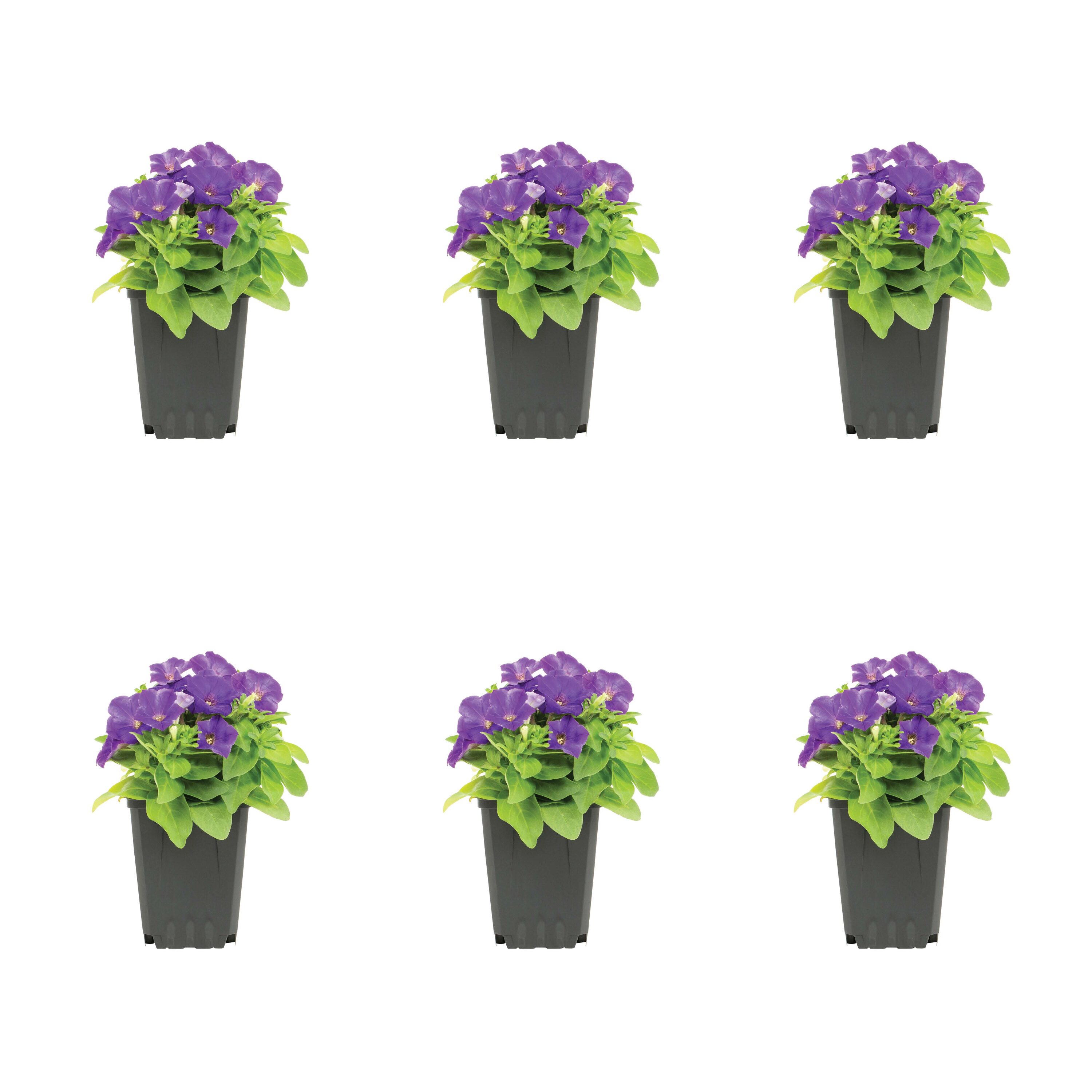 Metrolina Greenhouses 78790 Purple Petunia in 1 Pint Pot 6 -Pack