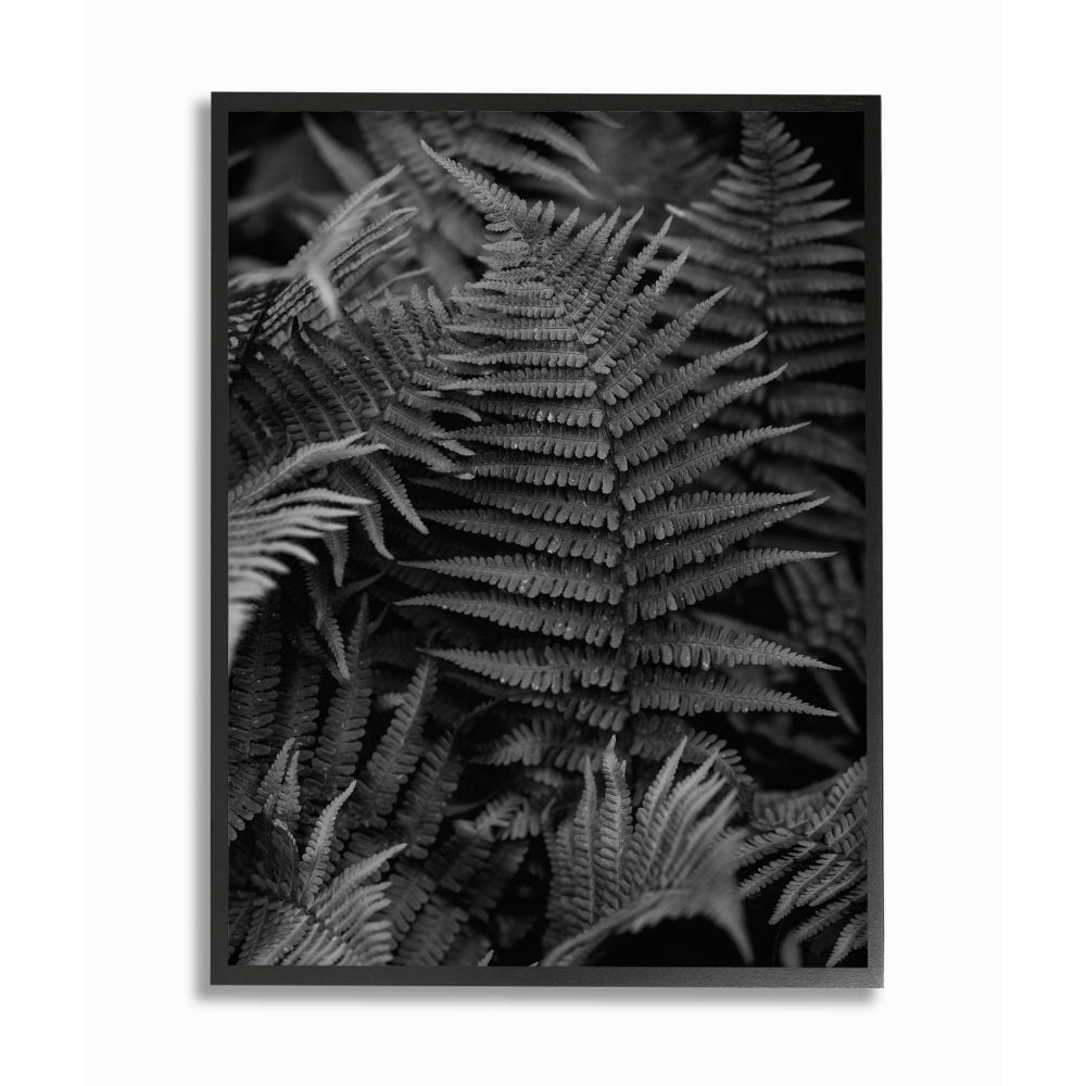 Ferns In The Forest Black and White Photograph Unsplash Framed 20-in H x 16-in W Floral Print | - Stupell Industries AB-601-FR-16X20