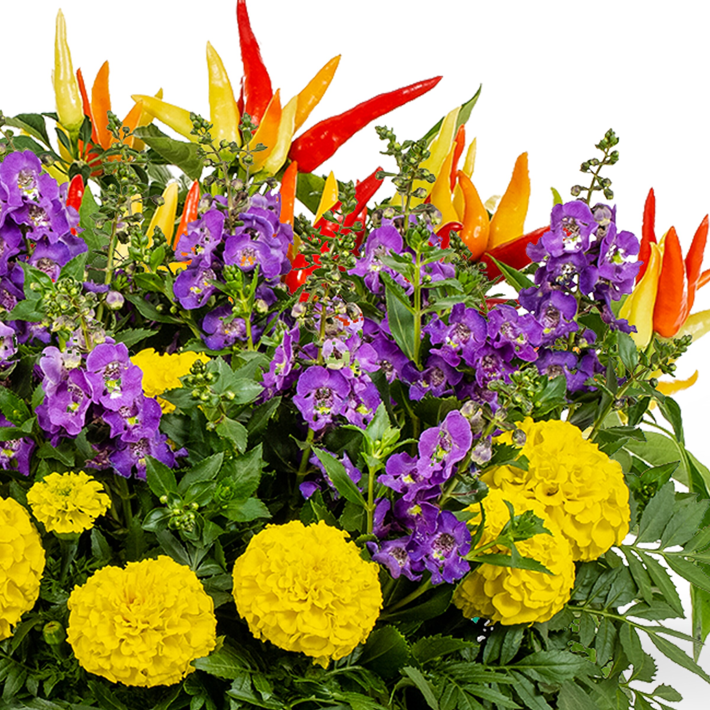 Ready Refill NURSERY annuals - View #2
