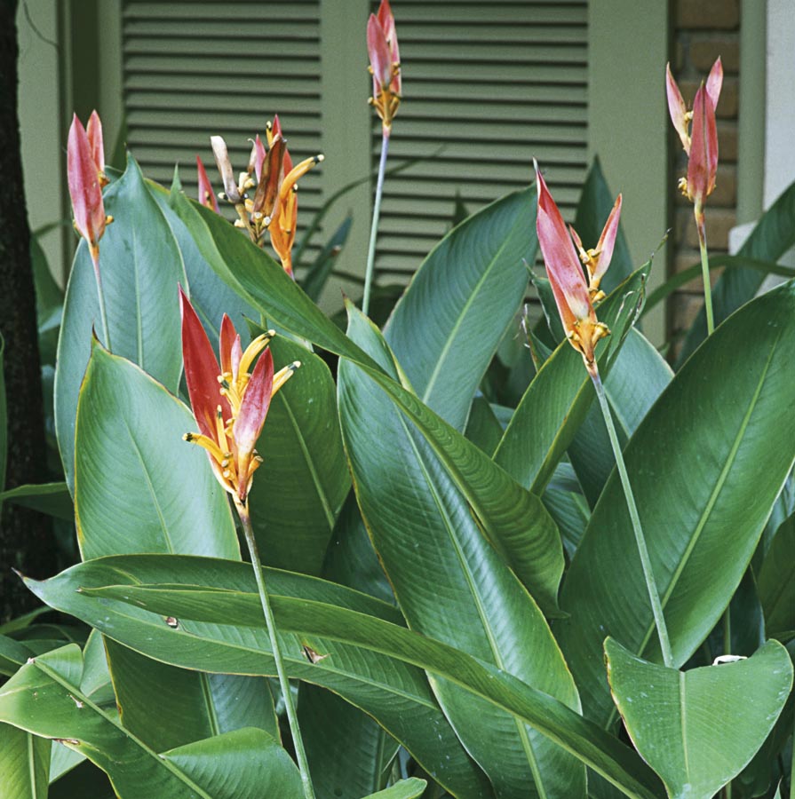 Lowe's NURSERY Andromeda Heliconia