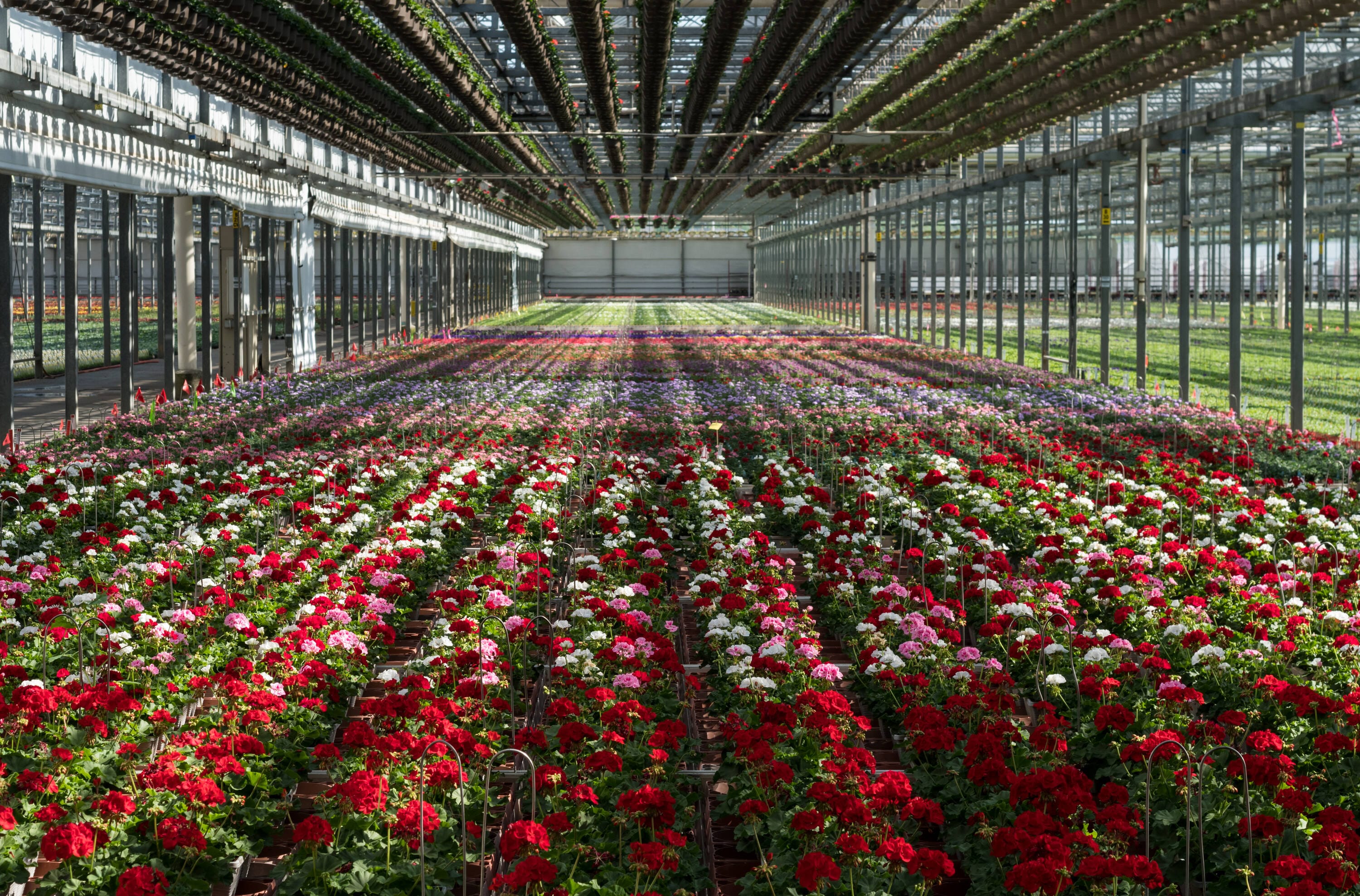 Monrovia 78979 annuals - View #3