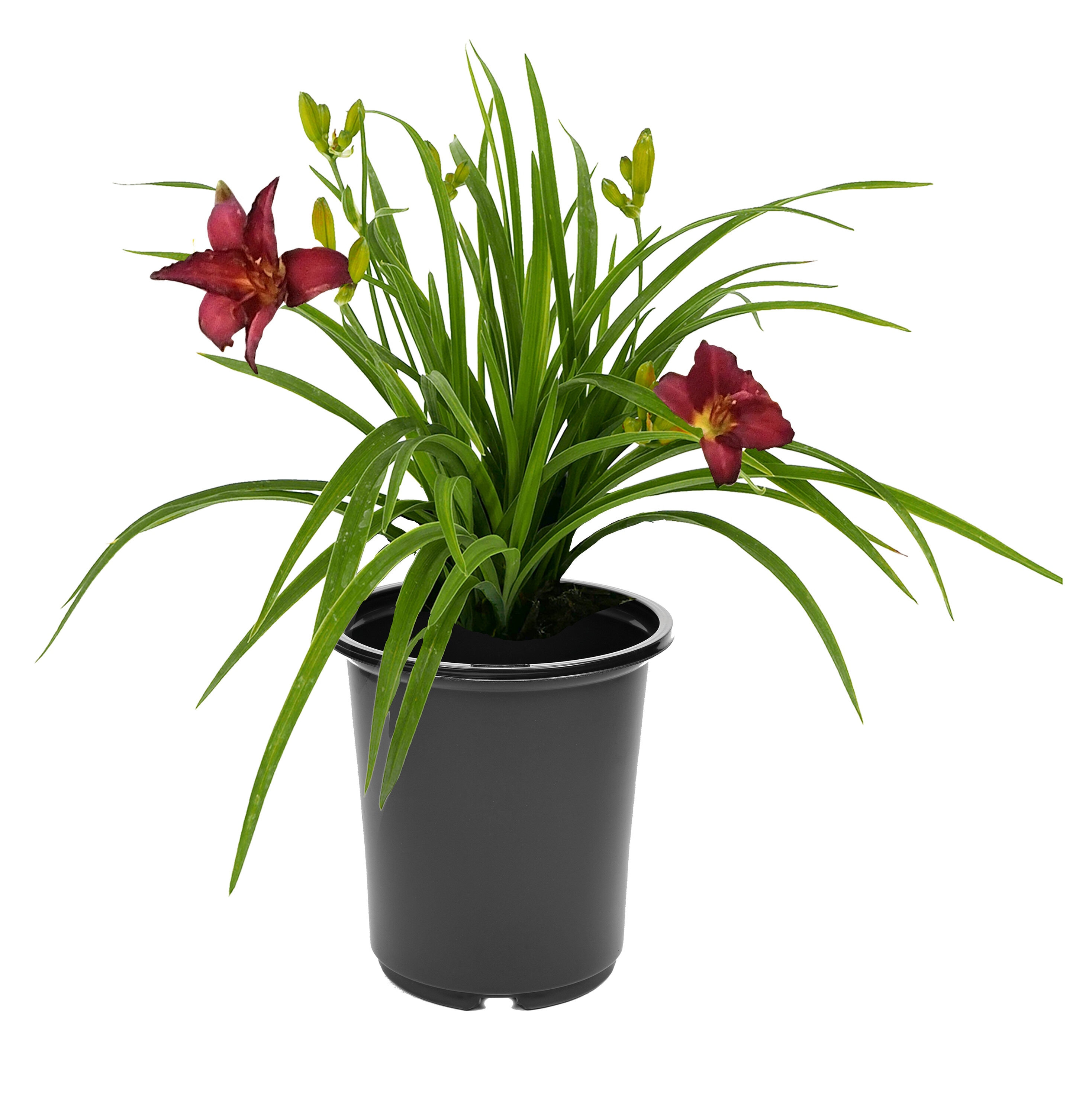  2719 Red Hemerocallis Plant in 2.5 -Quart Pot 1 -Pack