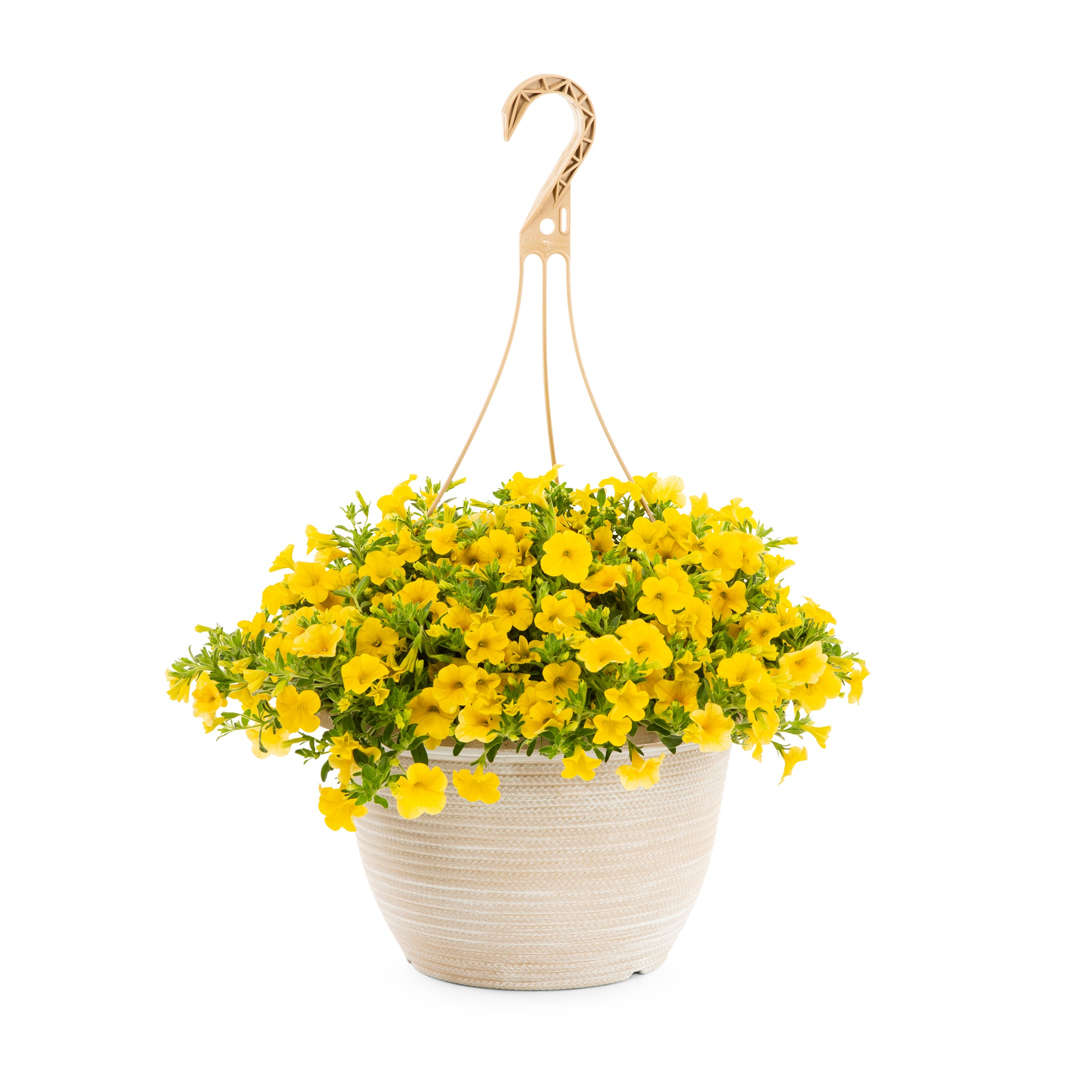 Lowe's Multicolor Calibrachoa in 2-Gallon (s) Hanging Basket in the ...