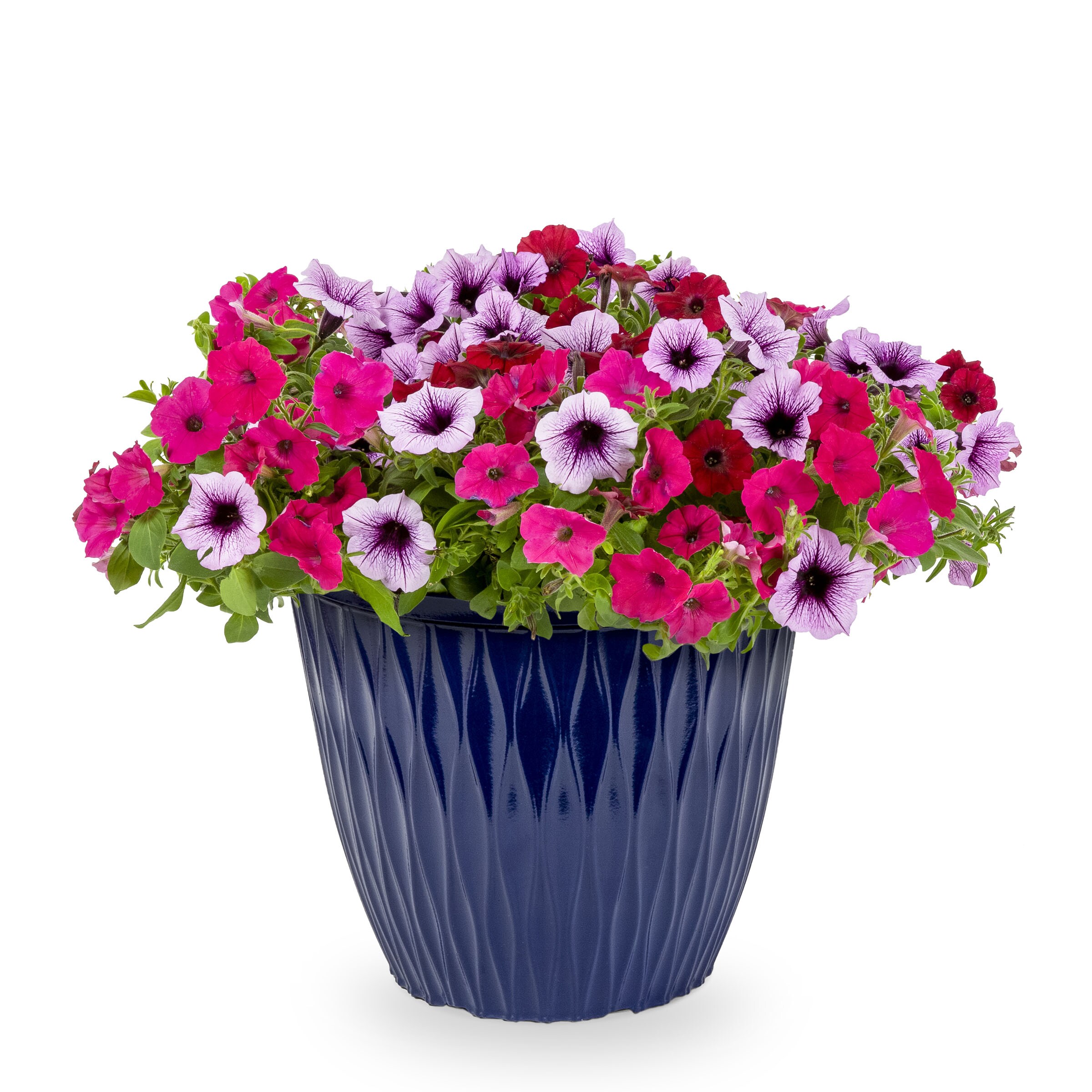 Ready Refill NURSERY annuals - View #2