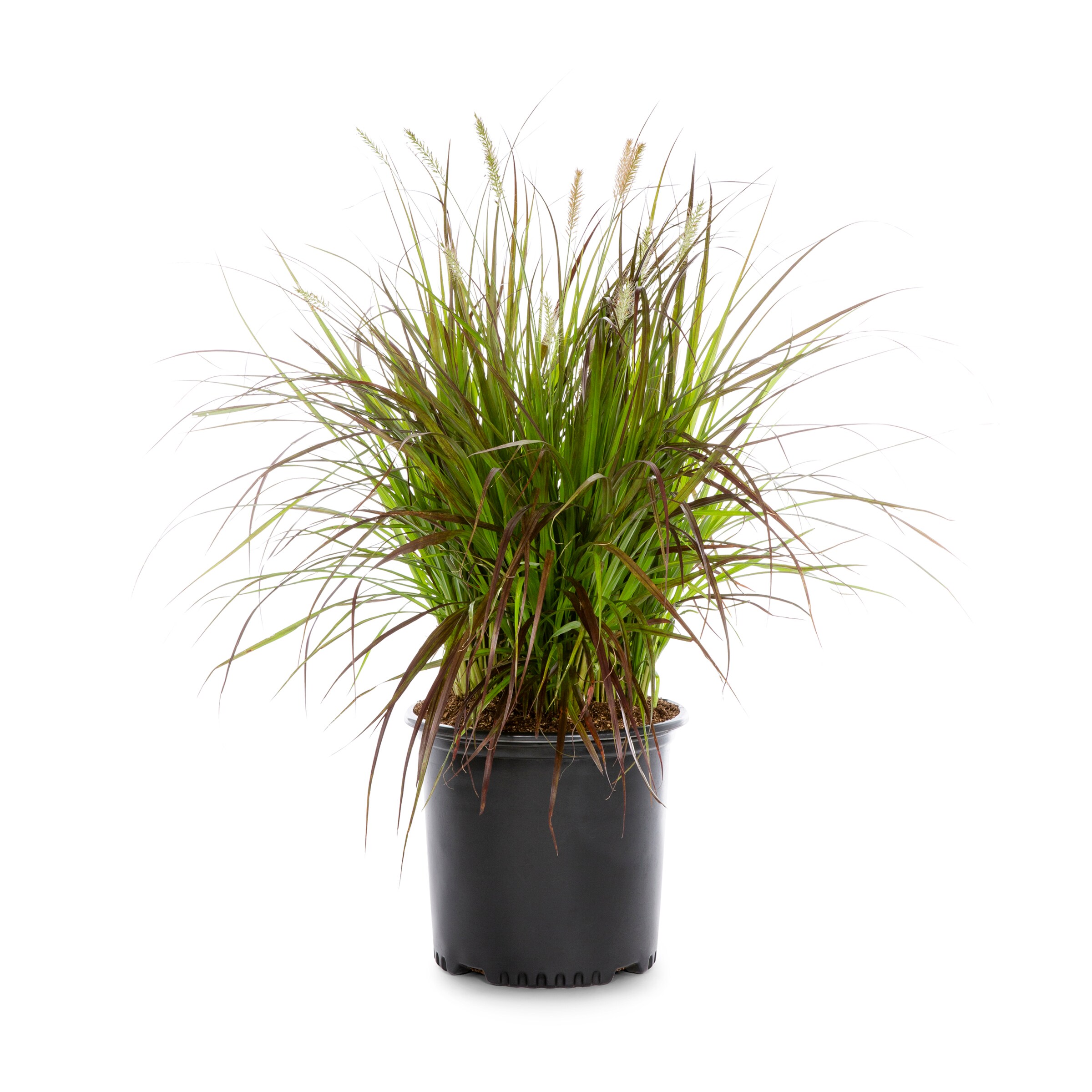 Sent in 9cm pots 3 Pennisetum alopecuroides Chinese Fountain Grass