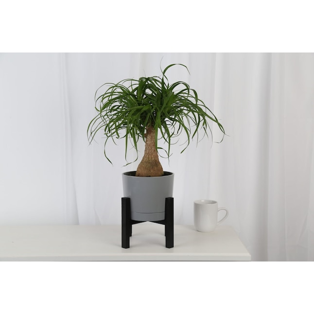 Ponytail palm toxic to cats clearance