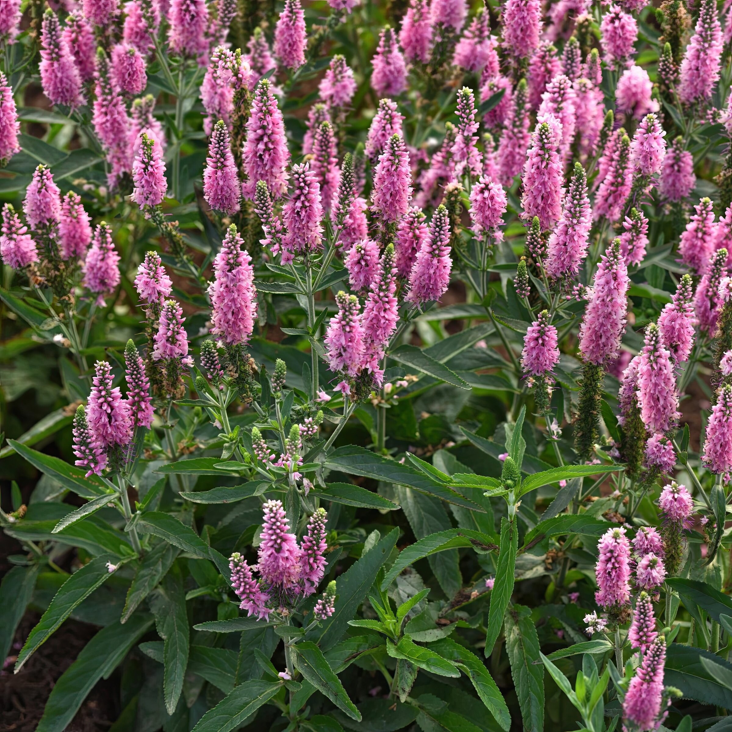 National Plant Network LW2209 perennials - View #2