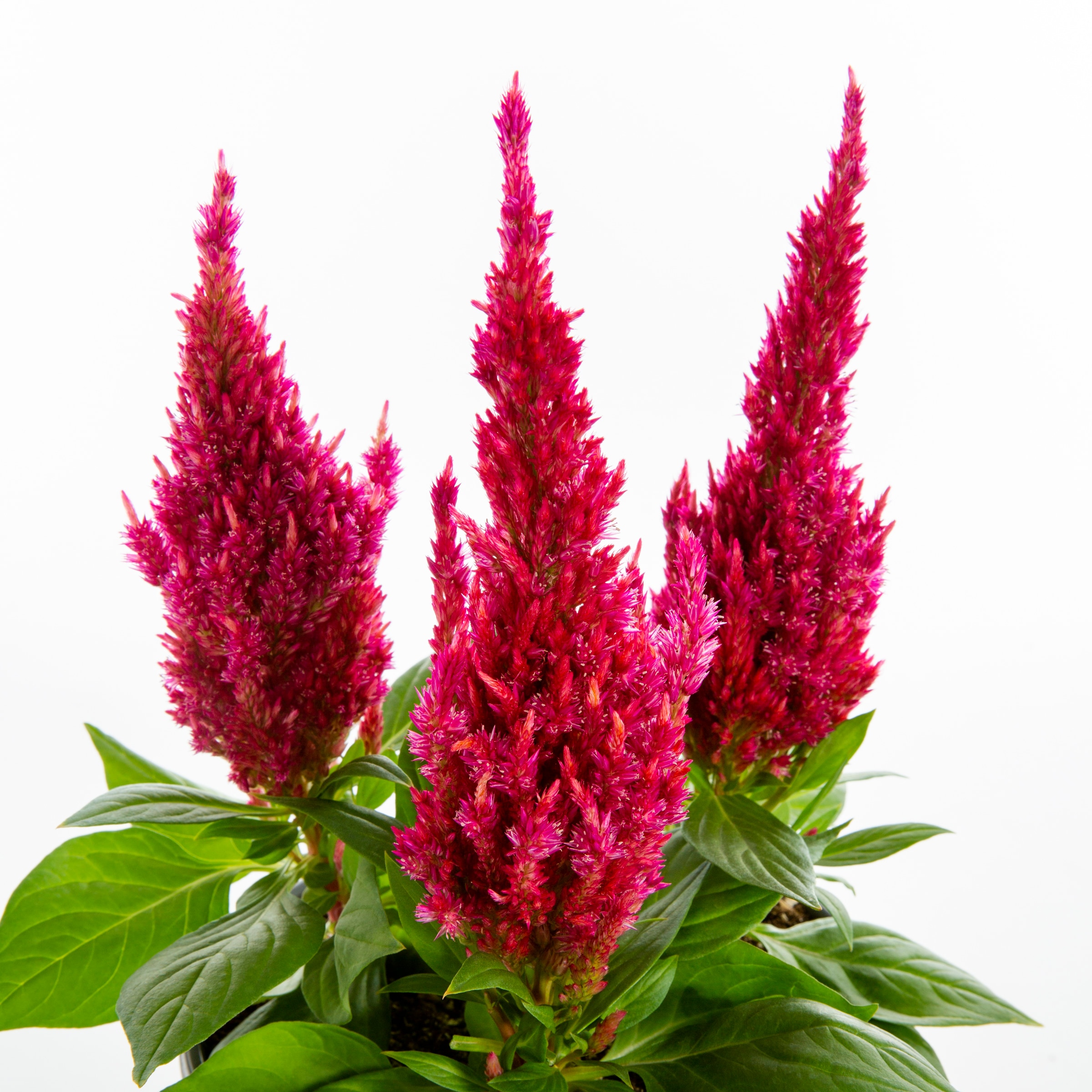 Lowe's NURSERY annuals - View #8
