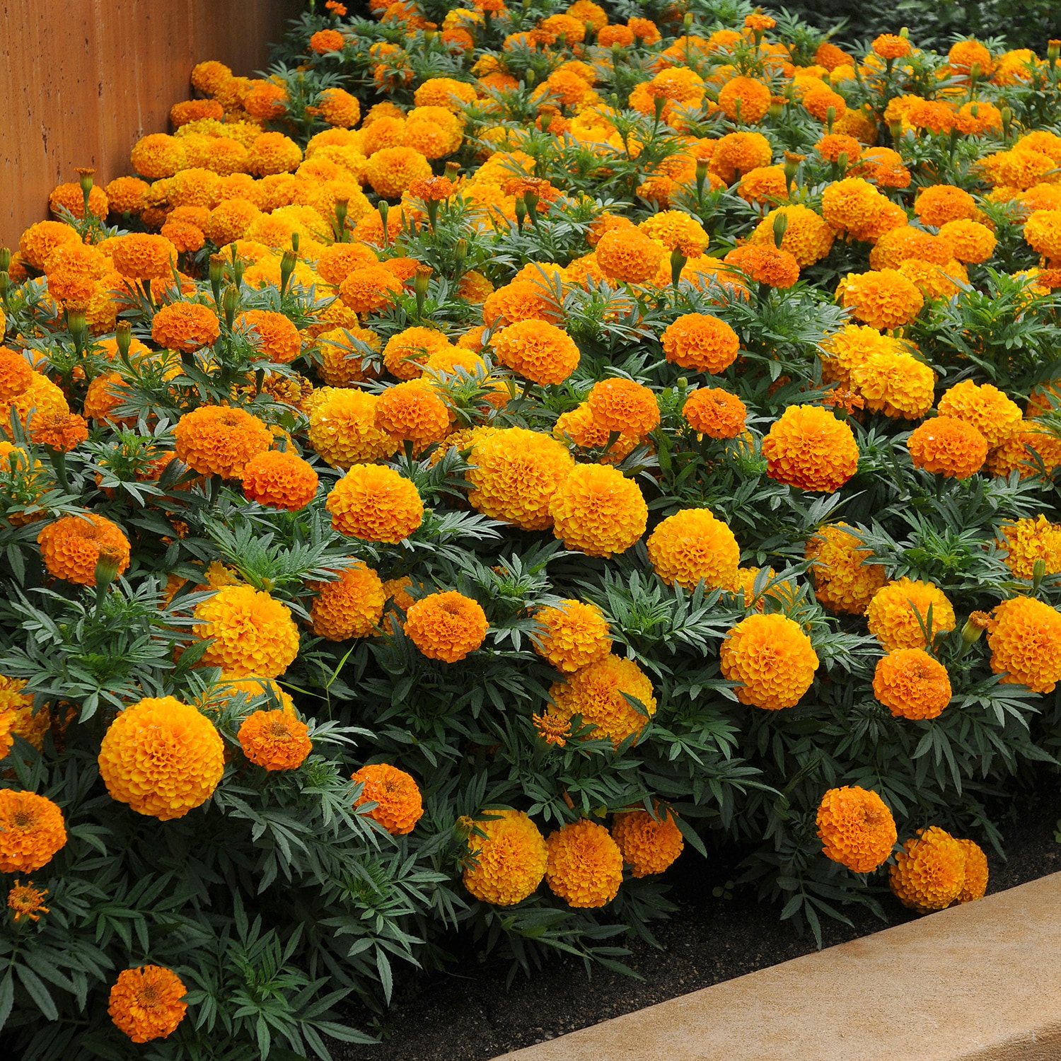 Altman Plants 0881212 annuals - View #2