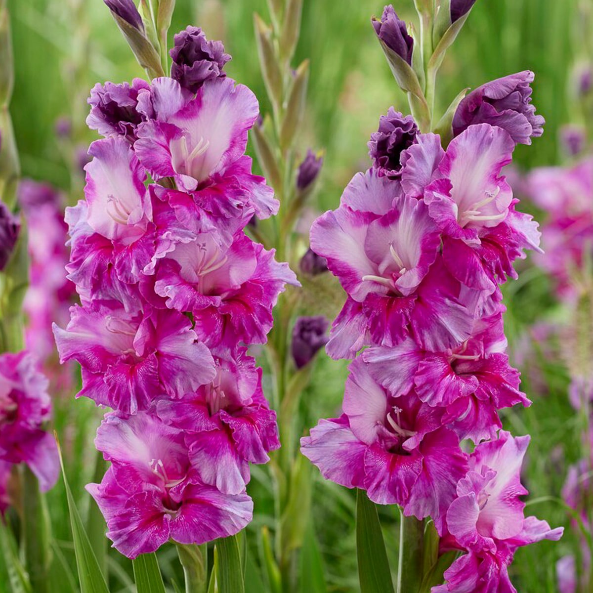 Van Zyverden 84713 Purple Gladiolus Purple Art Bulbs 12 Count