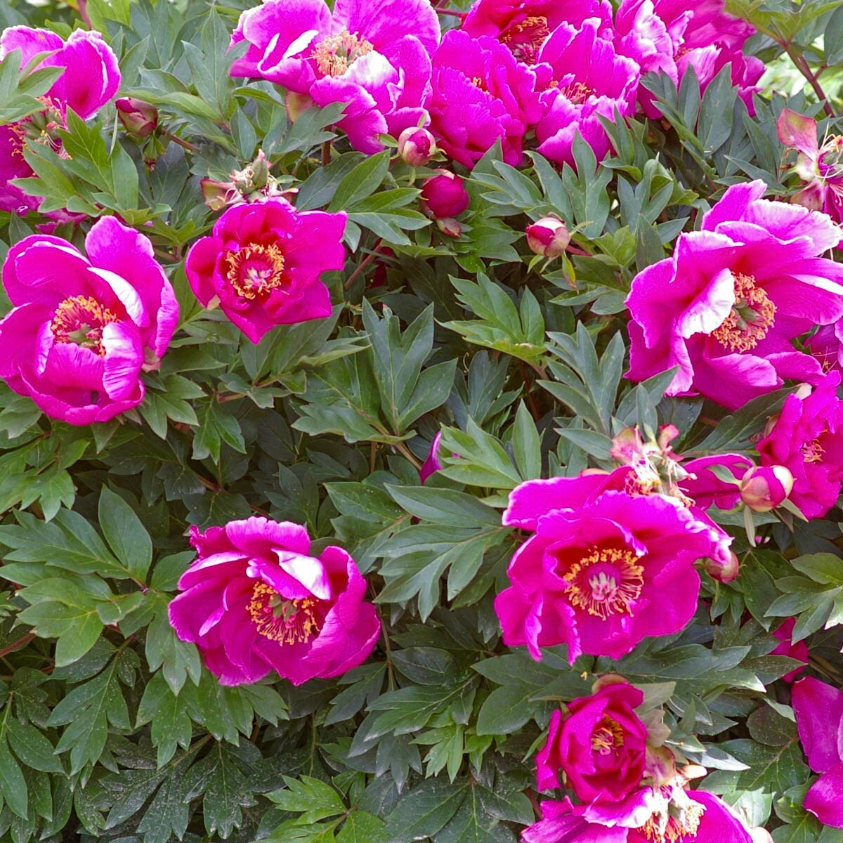 Direct Gardening 62166 perennials - View #2