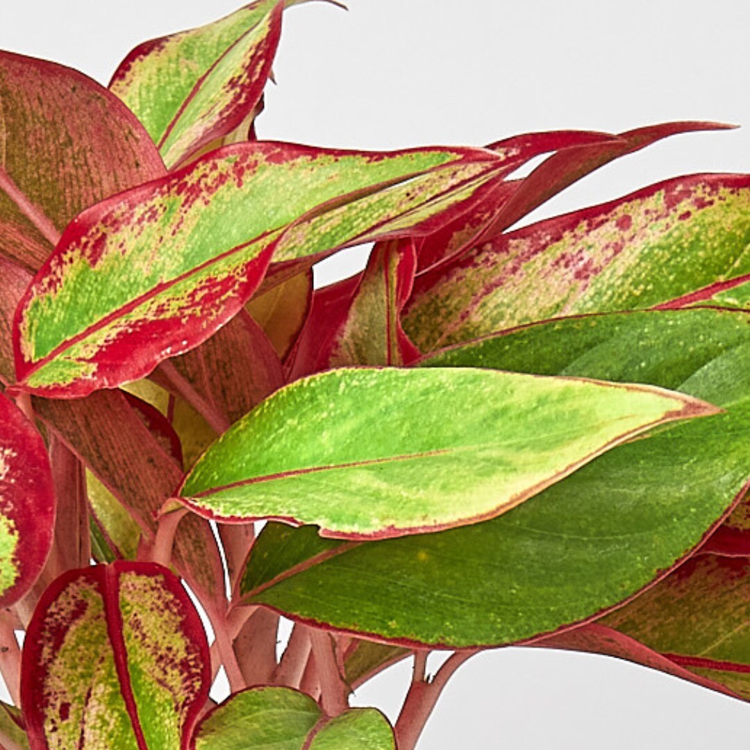 House Plant Shop 6-CH.EVERGREEN-REDS hseplants - View #3