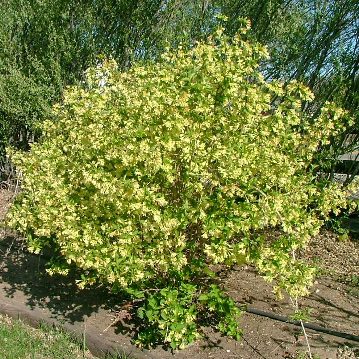 Lemon Ice Weigela Yellow Shrubs at Lowes.com