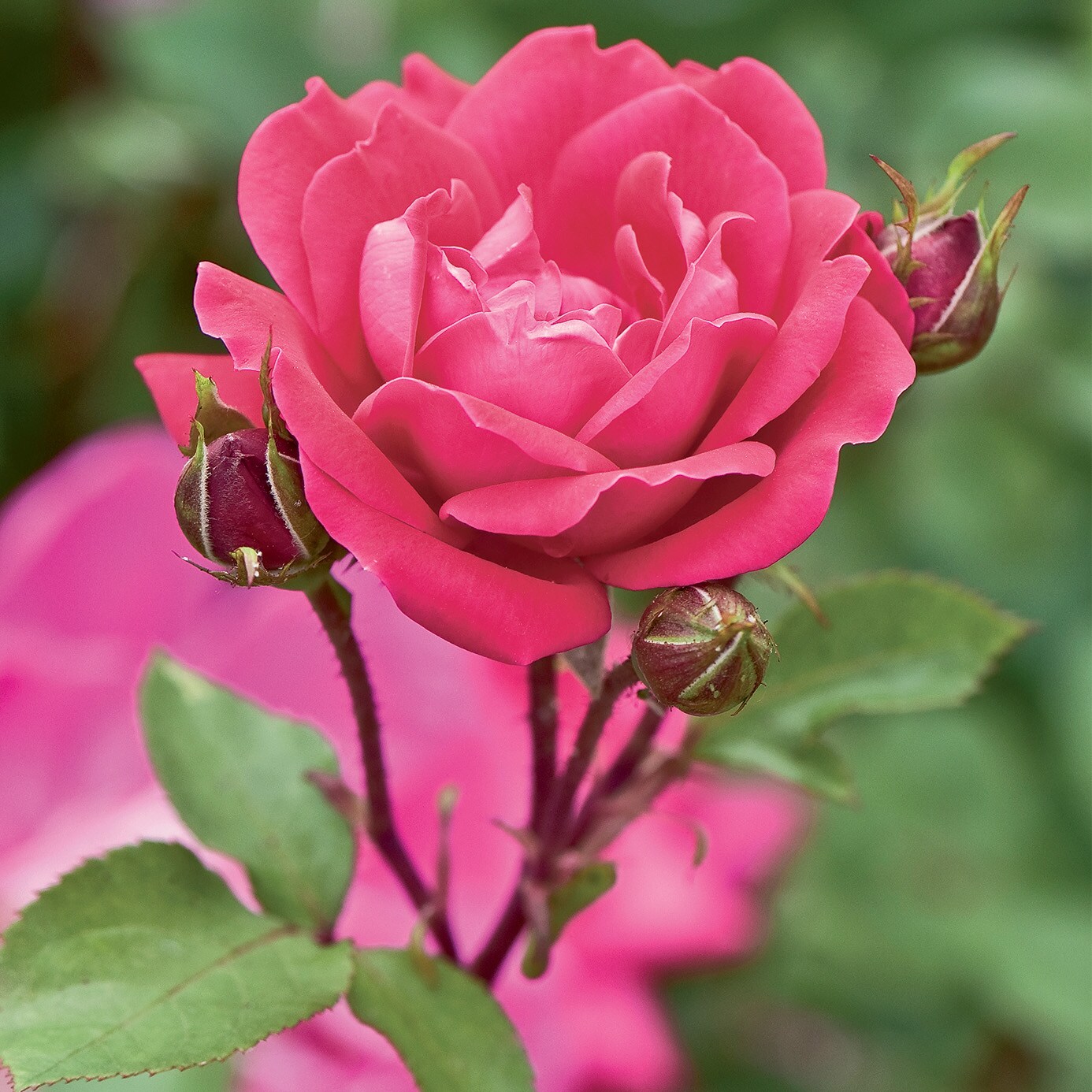 Lowe's NURSERY roses - View #3