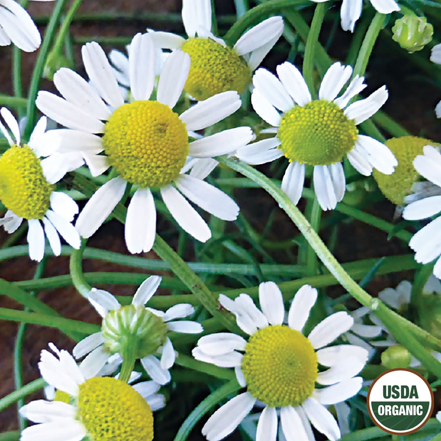 Ferry-Morse LC25.9568 Vegetable-Herb-Seeds - View #3