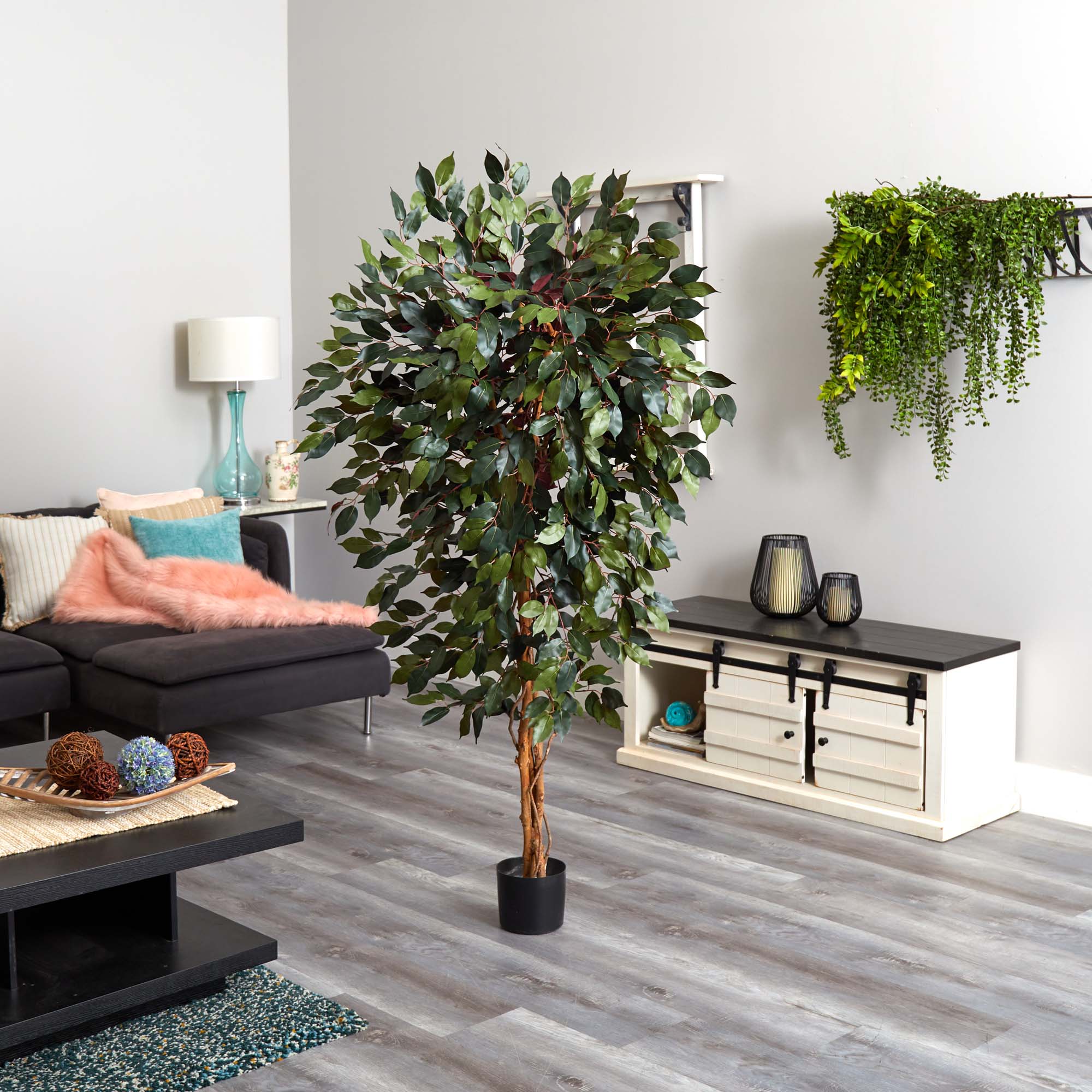 6' Green Silk Capensia Ficus Tree with Plastic Pot