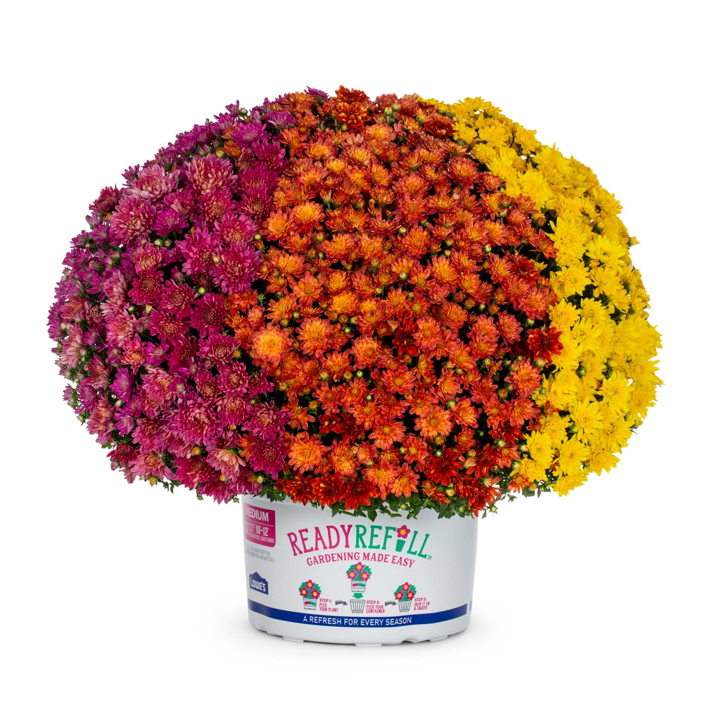 Ready Refill NURSERY Multicolor Mum in 1.5-Gallon Pot