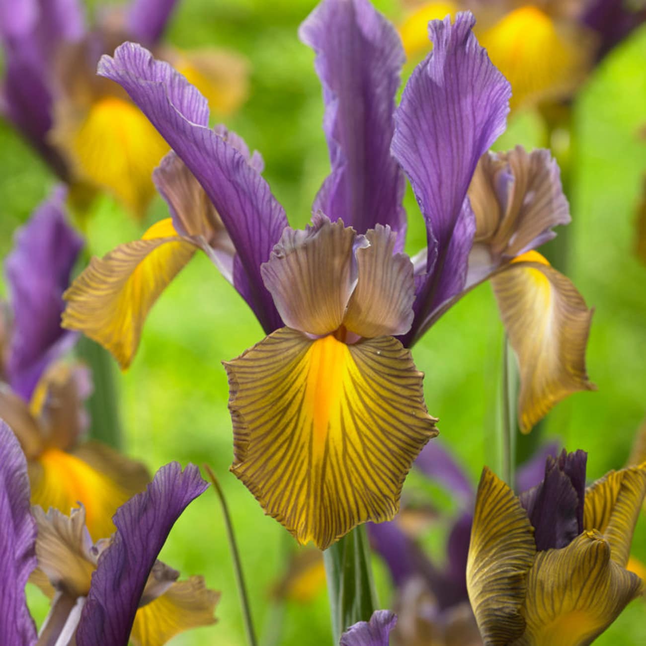 Van Zyverden 84529 Multicolor Dutch Iris Picasso Bulbs 25 Count