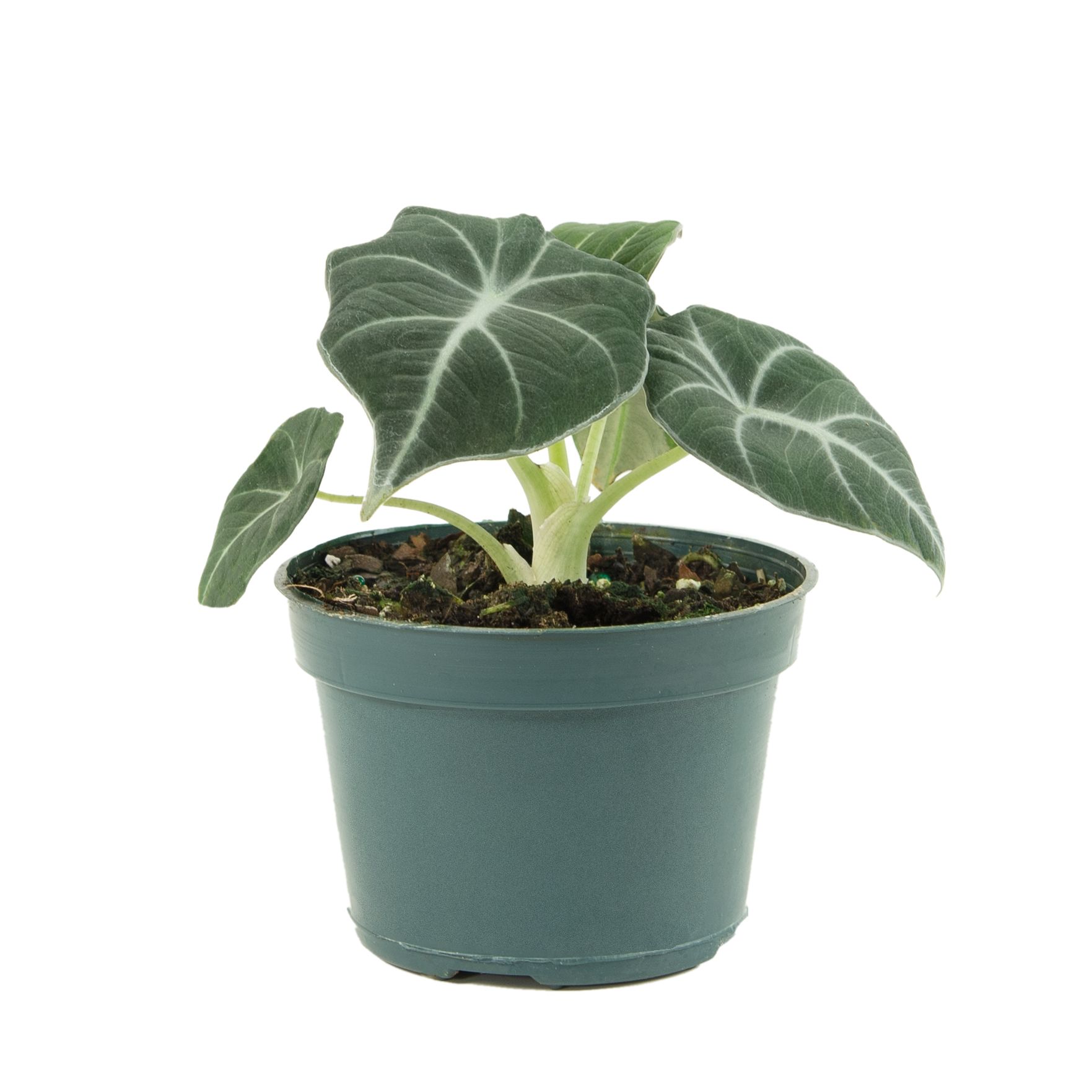 National Plant Network LW4615 hseplants - View #4
