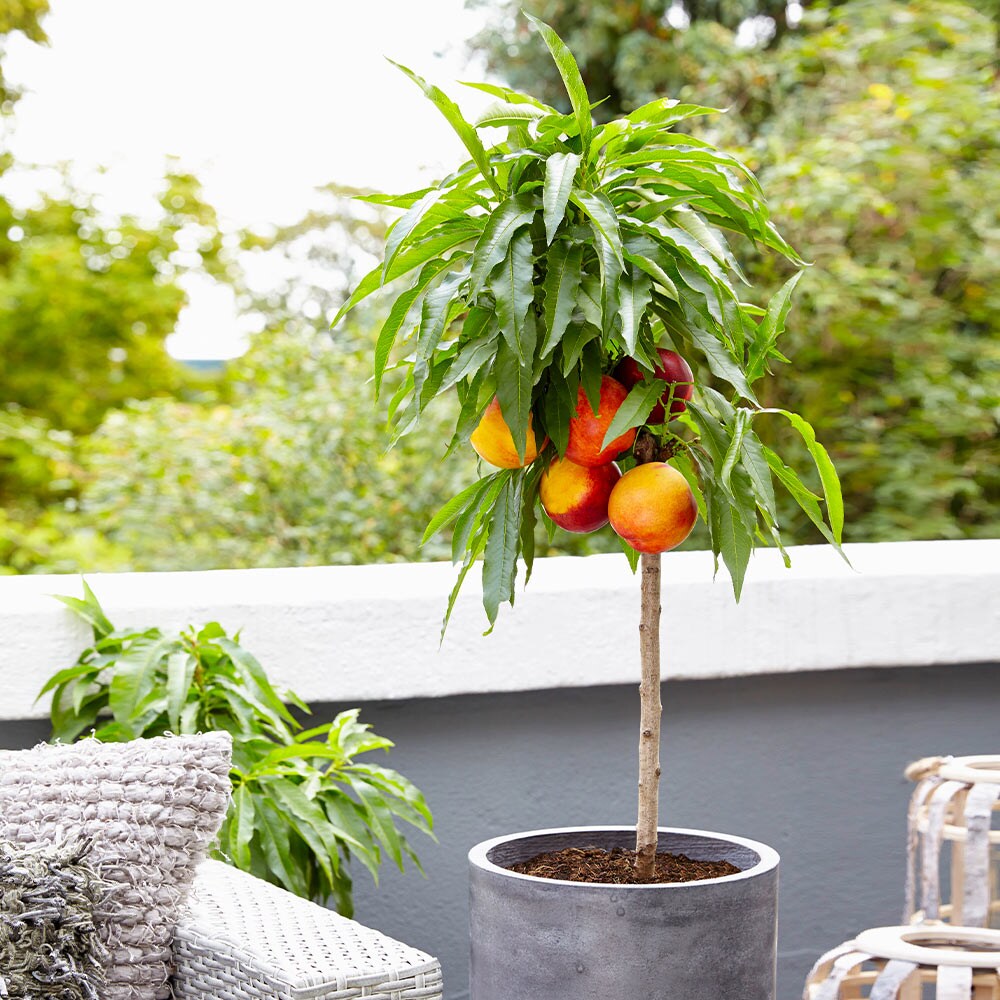 Brighter Blooms 11666 Fruit-Plants - View #3