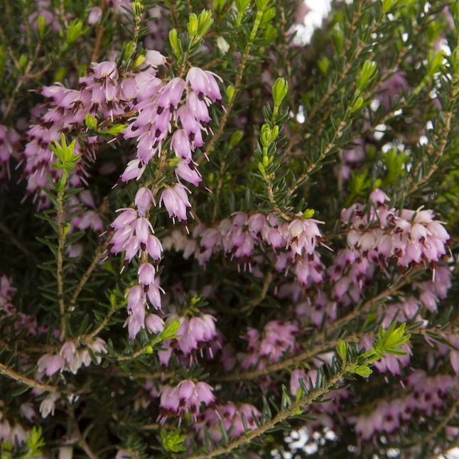 Lowe's Pink Heather Flowering Shrub in 2.5-Quart Pot at Lowes.com
