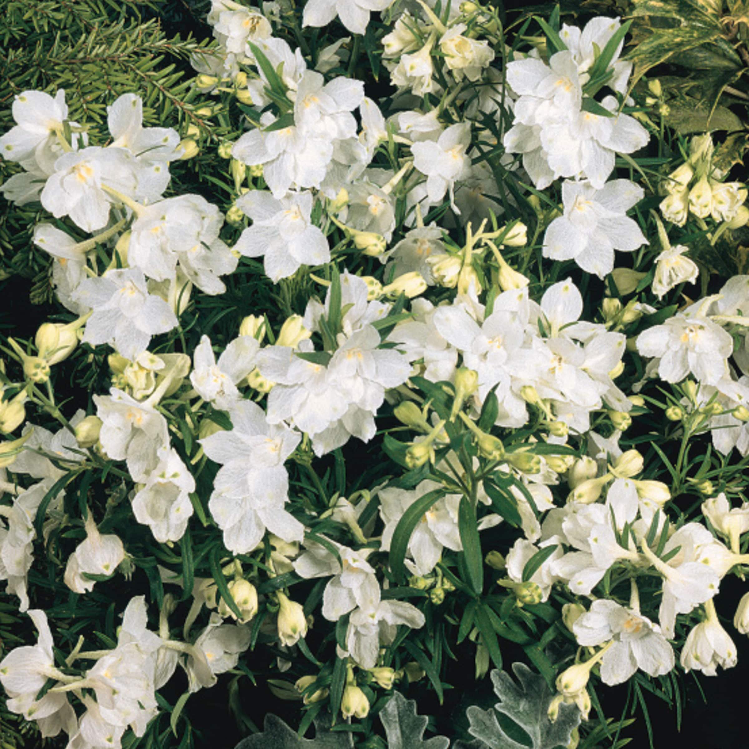 Monrovia NURSERY White Summer Stars Delphinium Plant in 1.00 -Quart Pot 1.0 -Pack