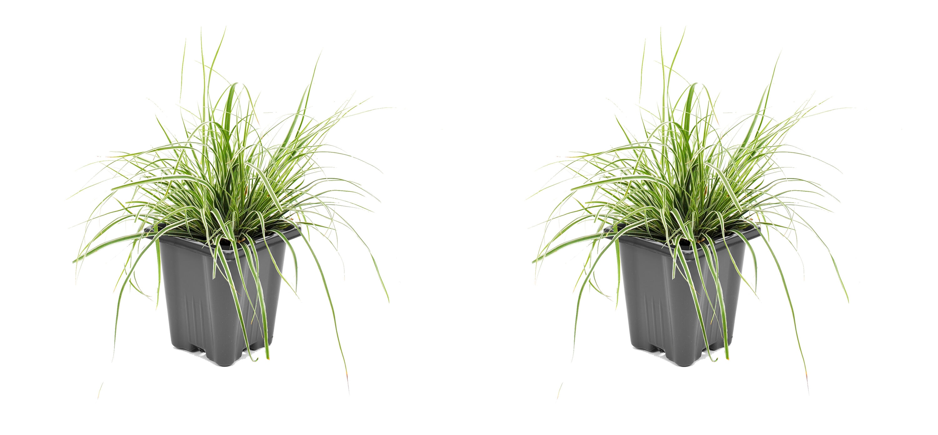  2477 Carex Grass Plant in 1 -Quart Pot 2.0 -Pack