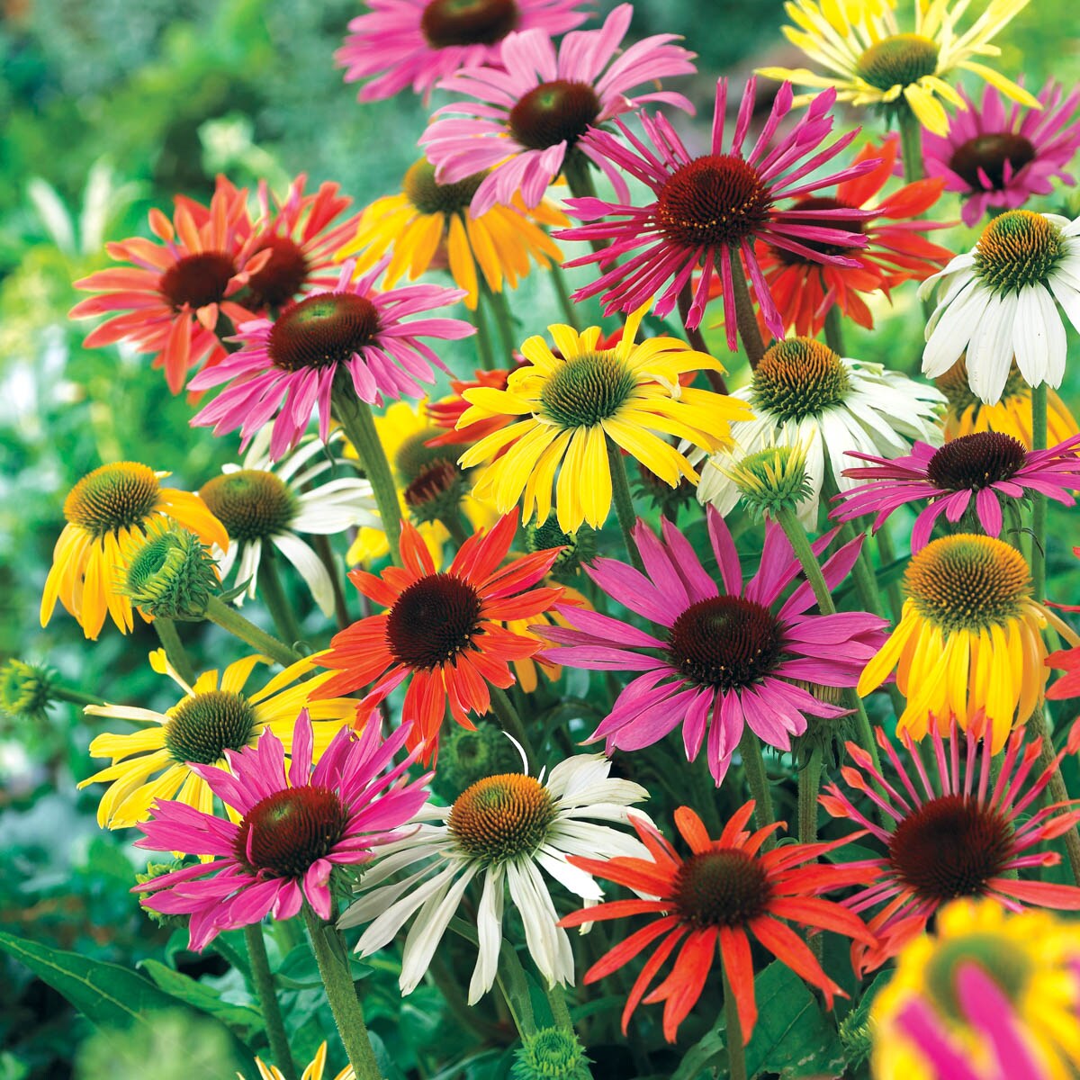 Image of Coneflower perennial zone 6