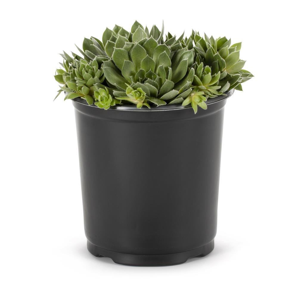 Lowe's NURSERY Multicolor Hardy Hens and Chicks Plant in -Quart Pot 1.0 -Pack