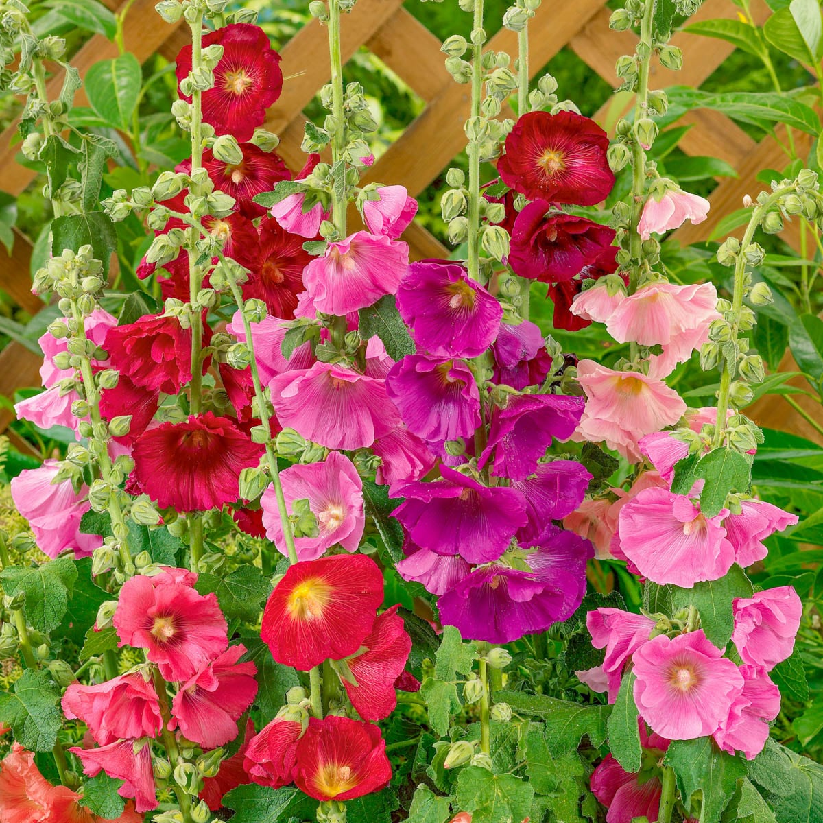 Spring Hill Nurseries 92406 perennials - View #2