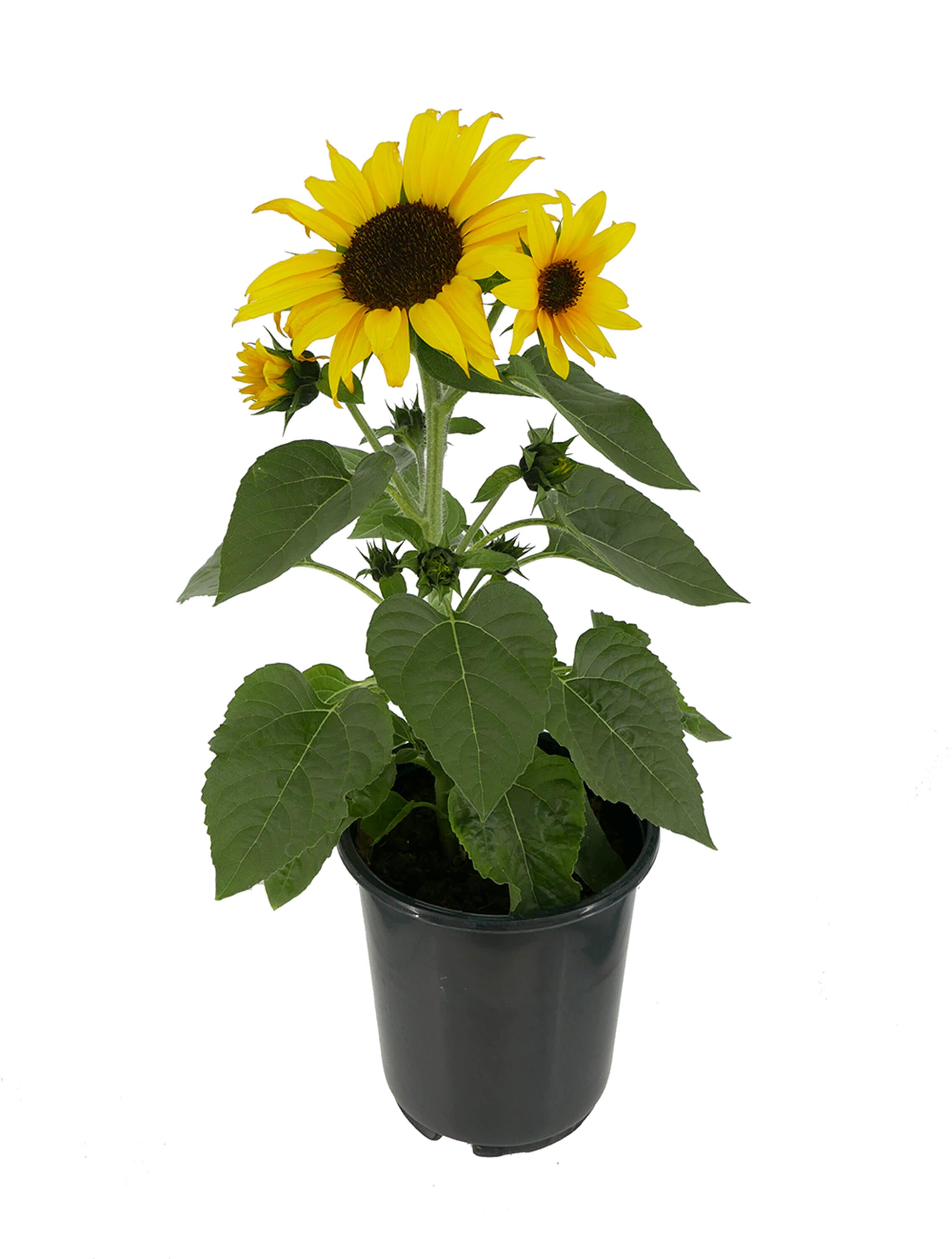  1518 Yellow Sunfinity Sunflower in 1 Gallon(s) Pot 1 -Pack