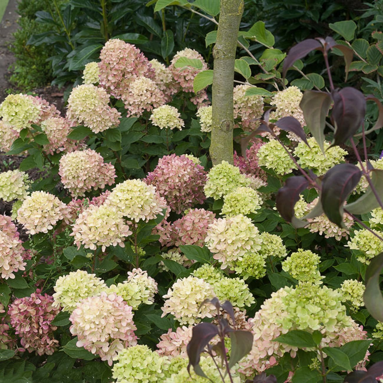 Perfect Plants LOLITTLELIME3G shrubs - View #2