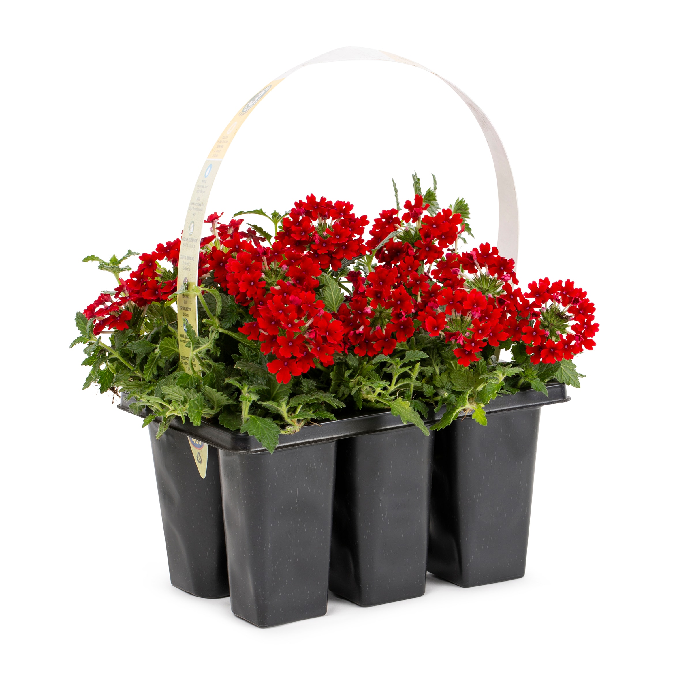 Lowe's NURSERY Multicolor Verbena in 6 -Pack Tray