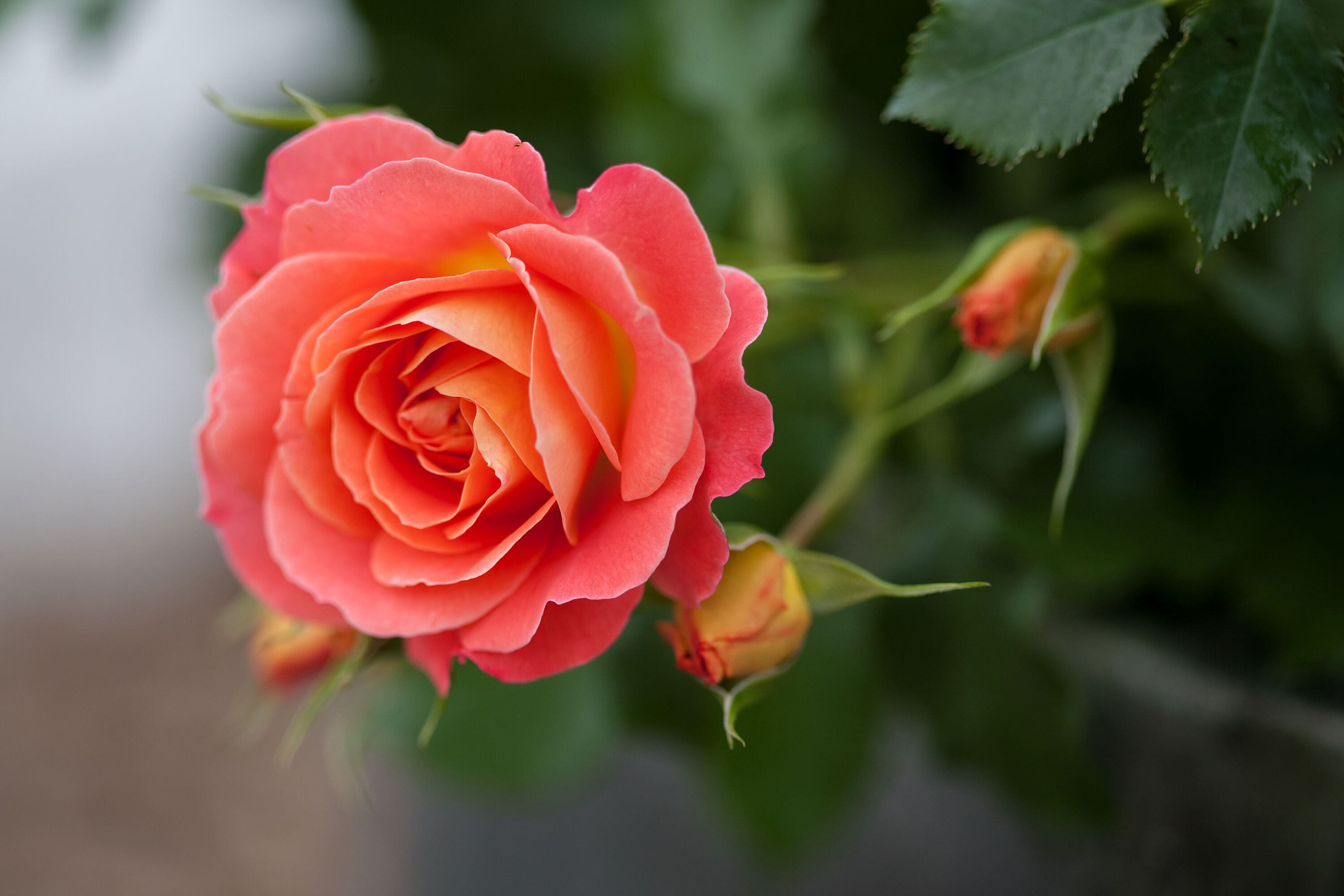 Lowe's NURSERY roses - View #2