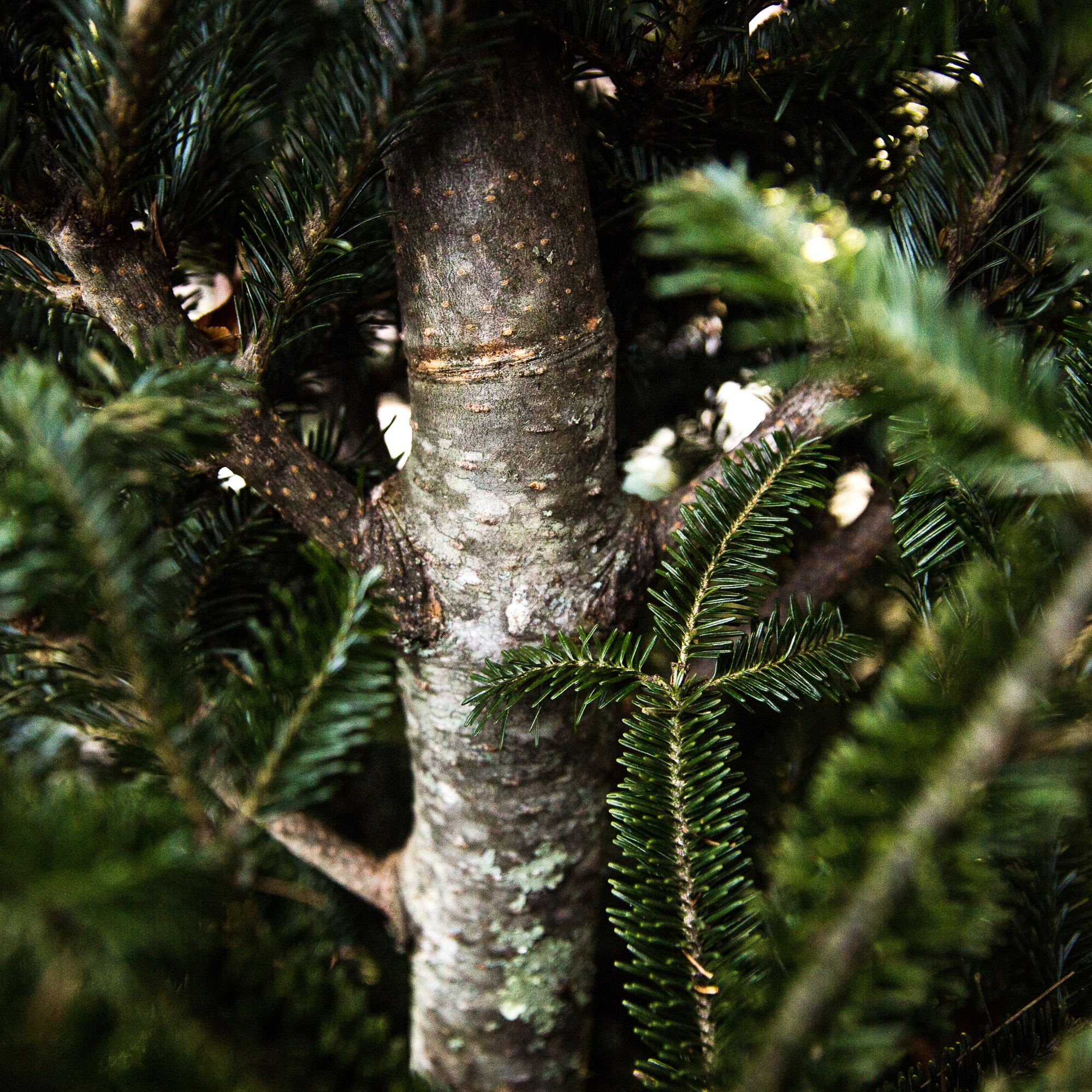 Holiday Living TFP-056-LOW-PREM Fresh-Christmas-Trees - View #3
